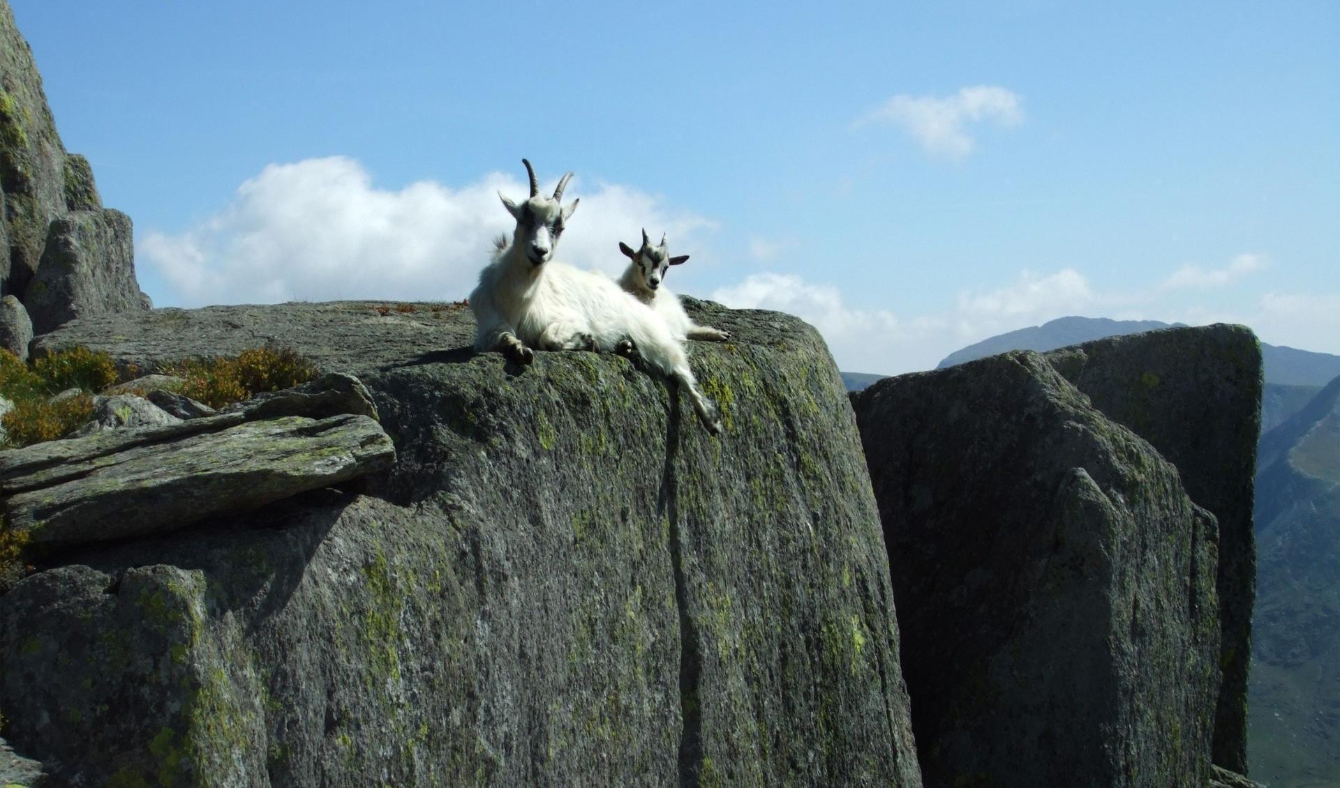 Mountain goats Wallpaper HD Download