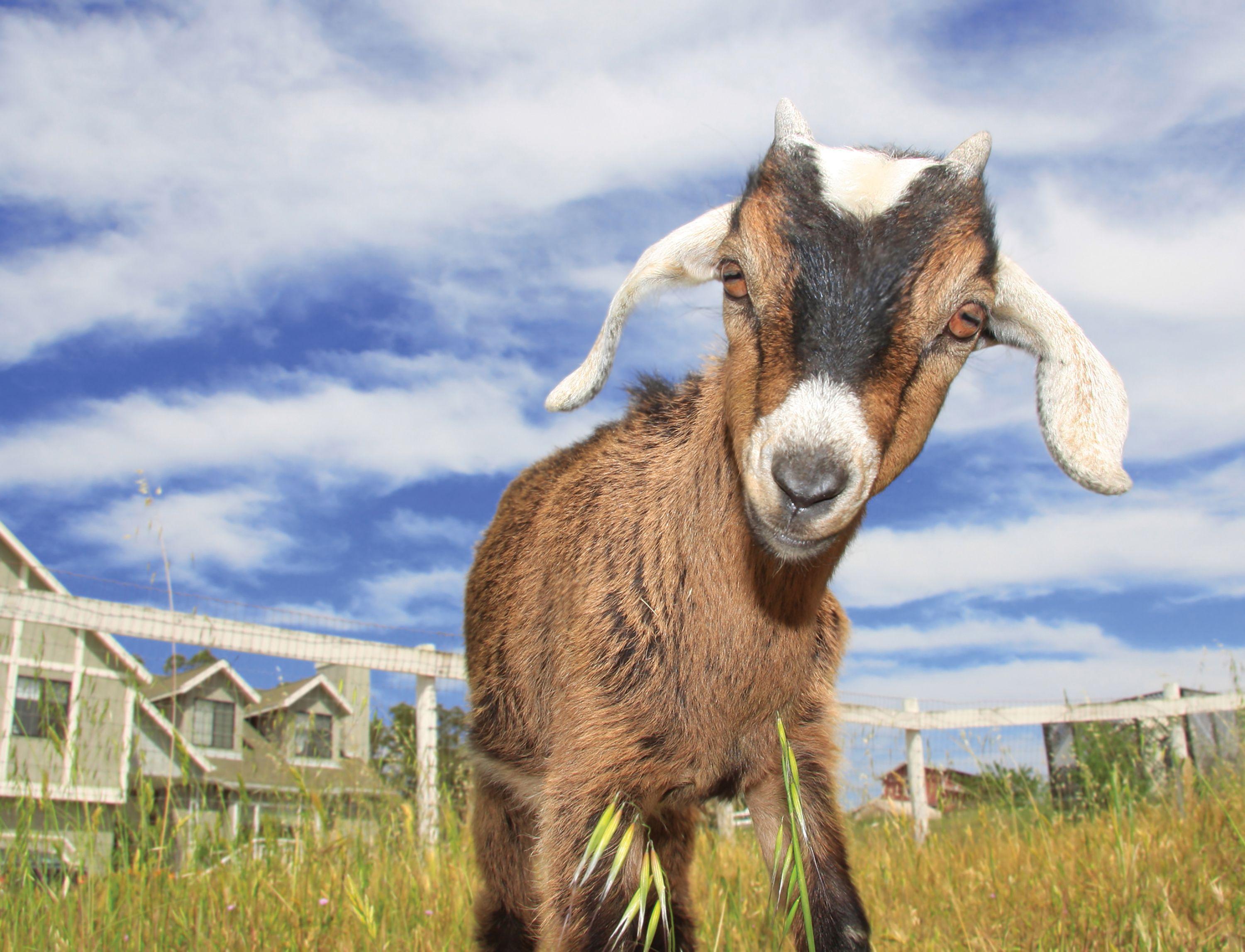 Cute Goats Wallpaper, Picture, Image