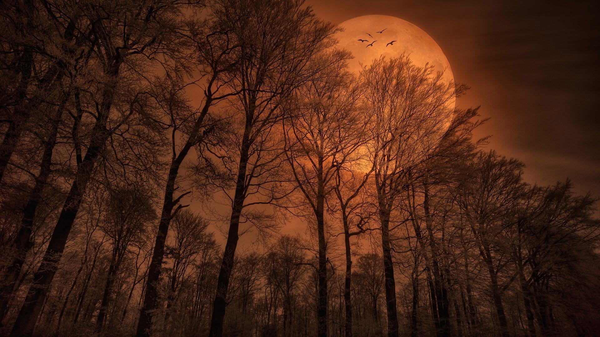 Forest Moon Bronze Over A 1920x1080 #forest moon