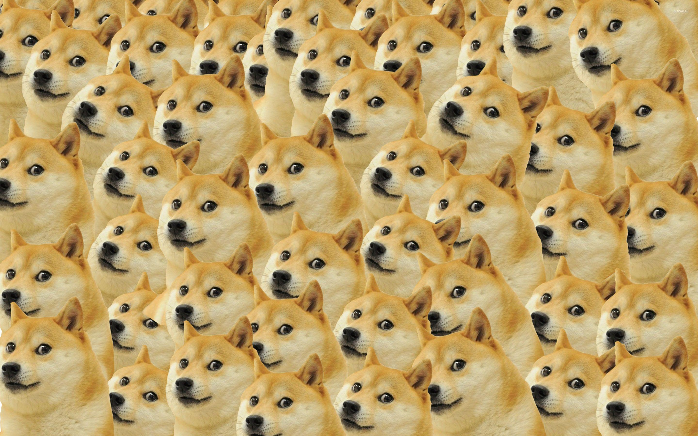 Doge pattern wallpaper wallpaper