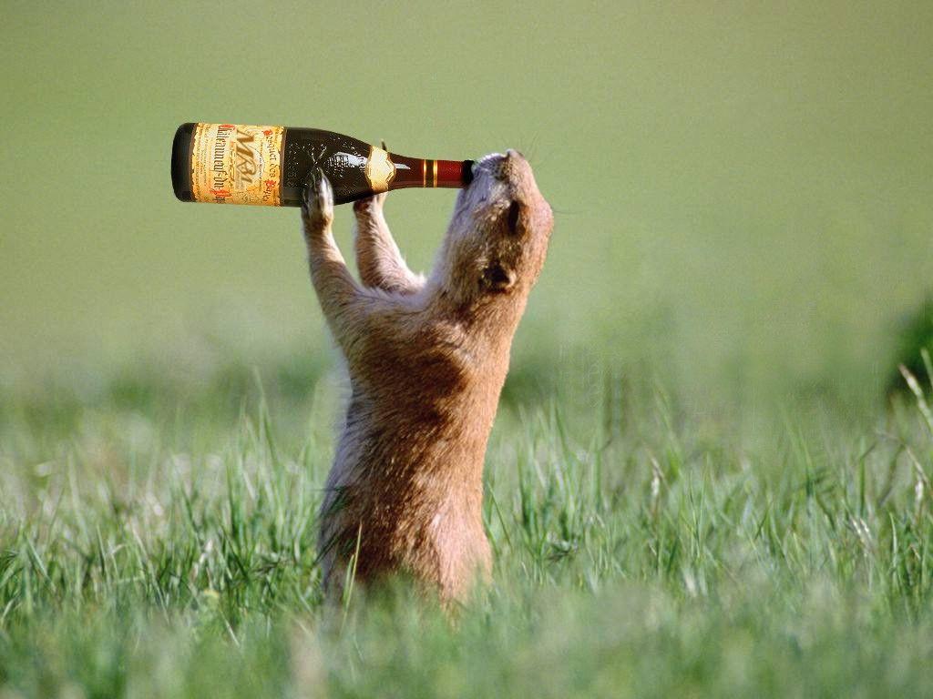Funny Animal Picture With Weapons With Full Drunk Style