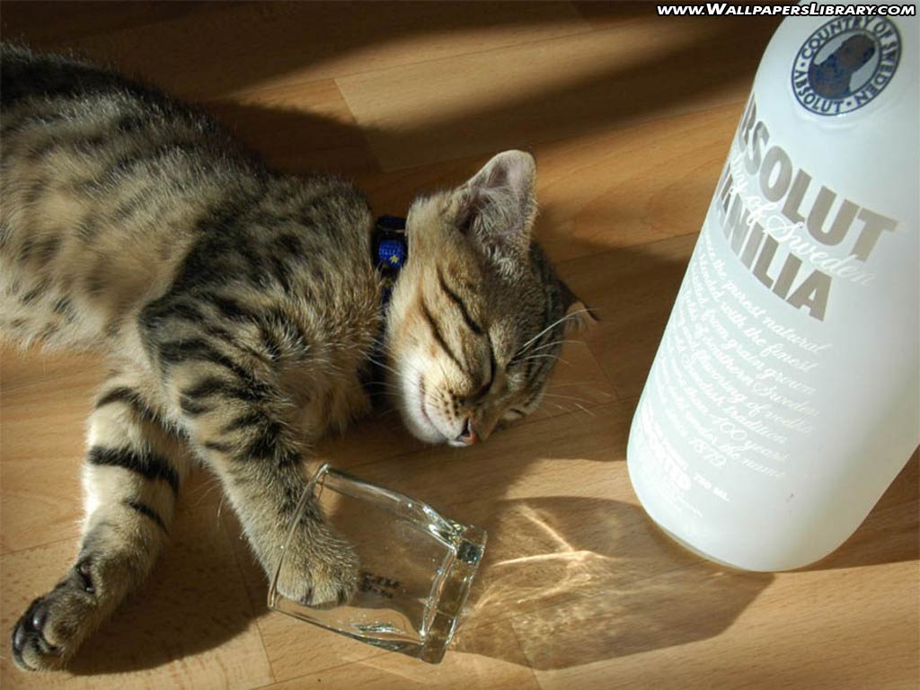 Drunk Cat Funny Wallpaper. Places to Visit. Funny