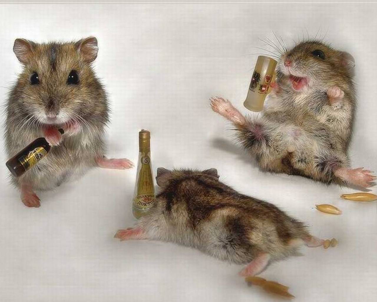 Thee Drunk Mice