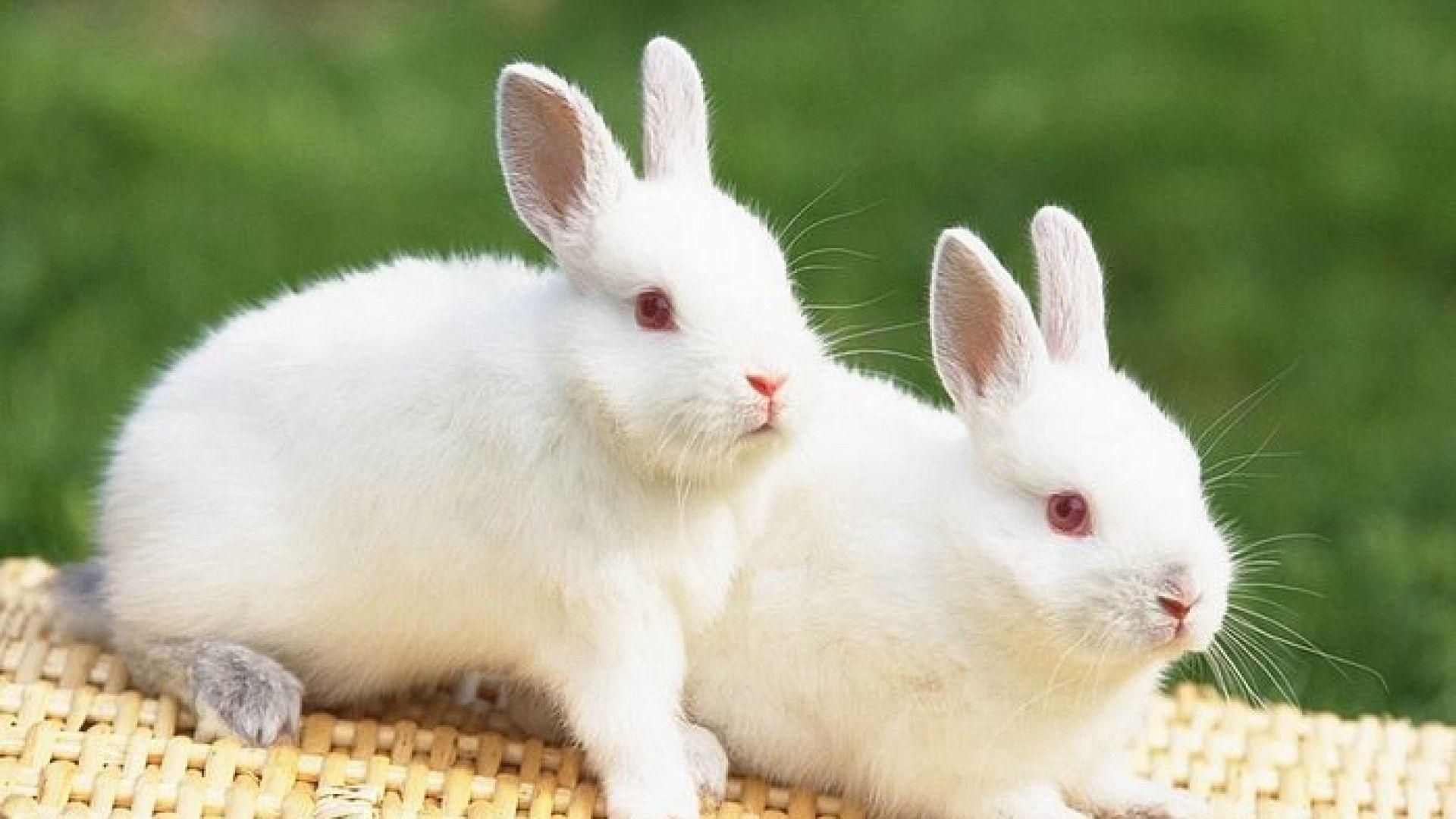 Two Beautiful and Lovely Cute Rabbits HD Animal Wallpaper. HD