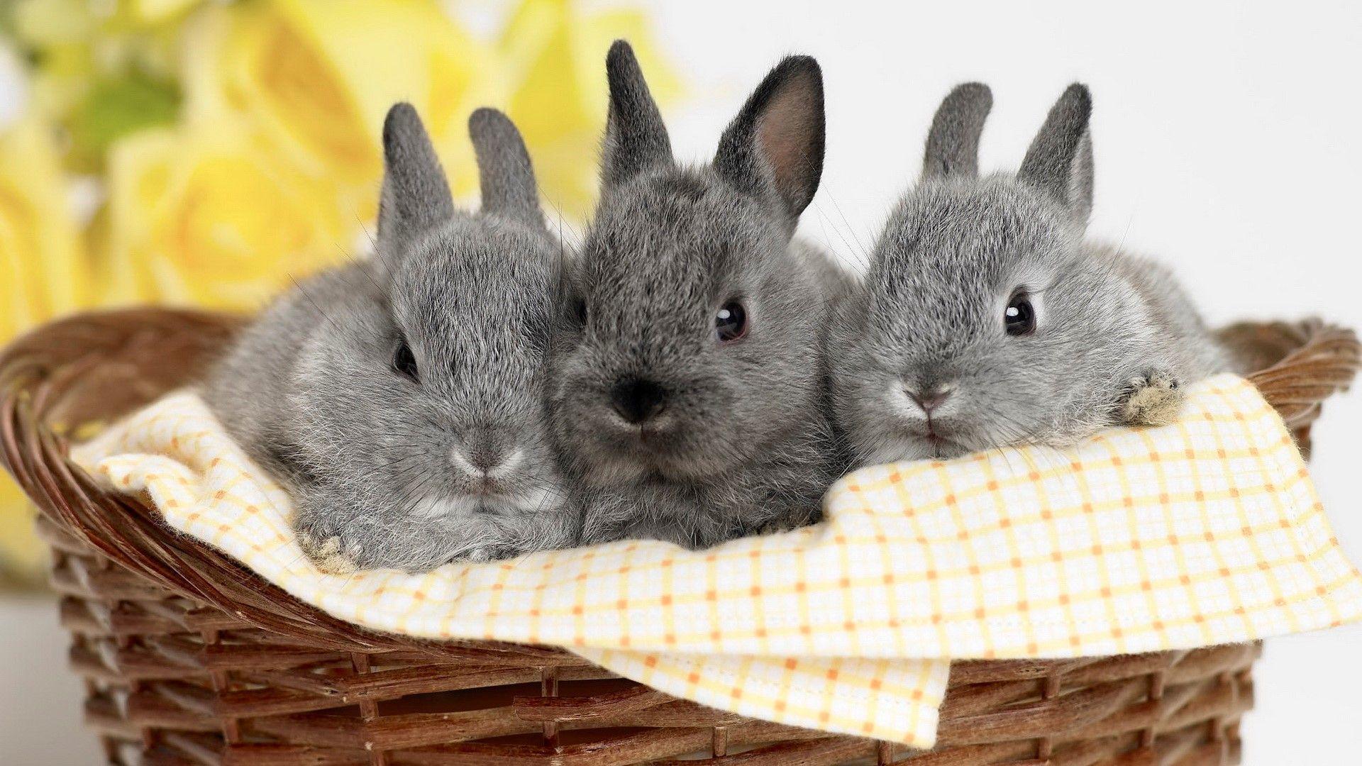 Three Cute HD Rabbit Wallpaper Free Download