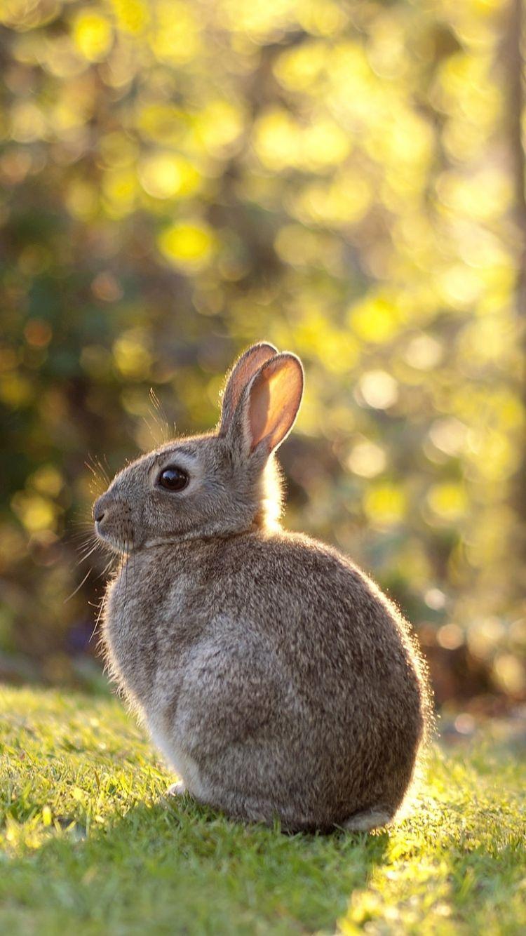 Hares And Rabbits Wallpaper, HDQ Hares And Rabbits Image
