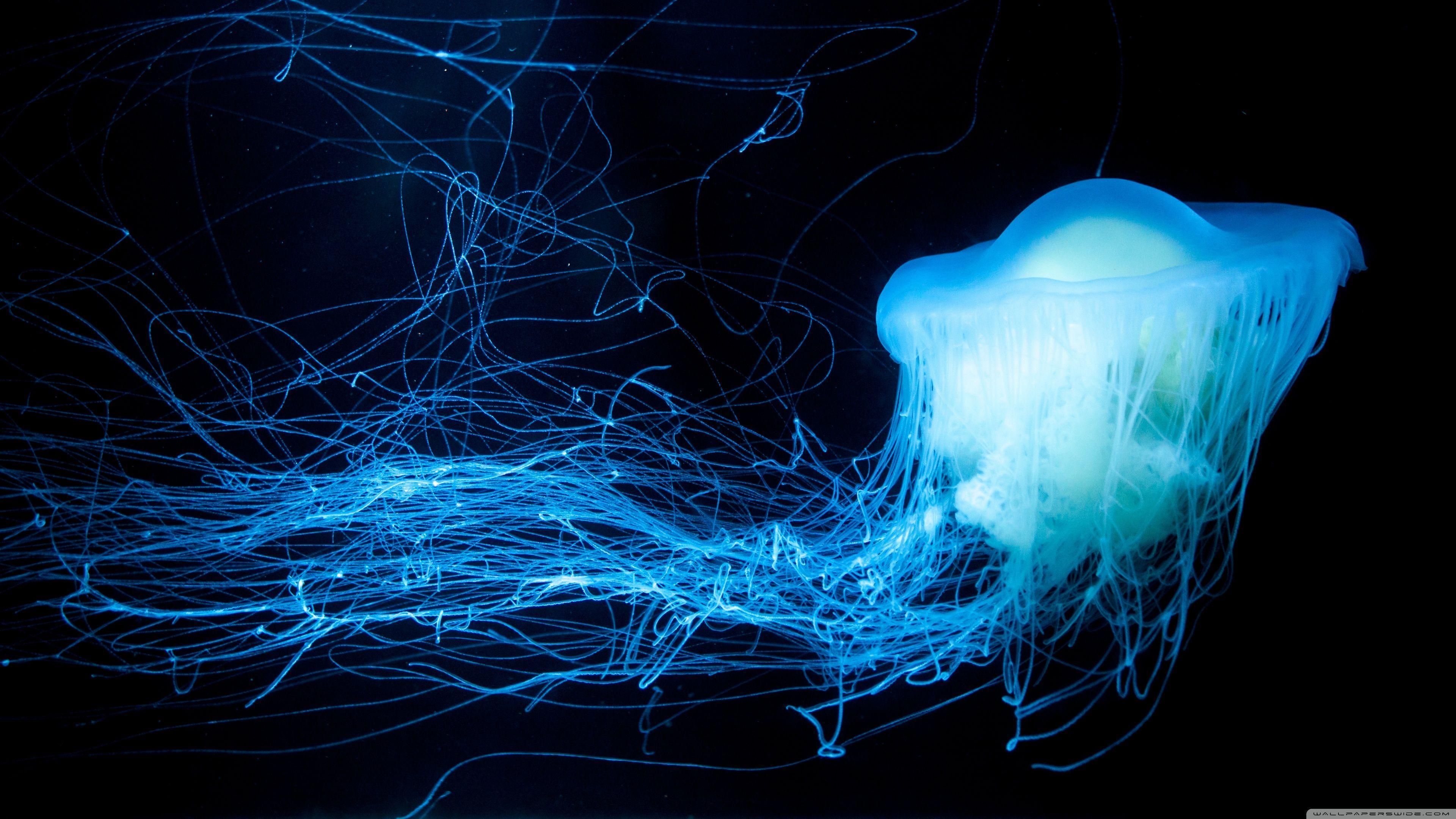 Glowing Jellyfish HD desktop wallpaper, Widescreen, High