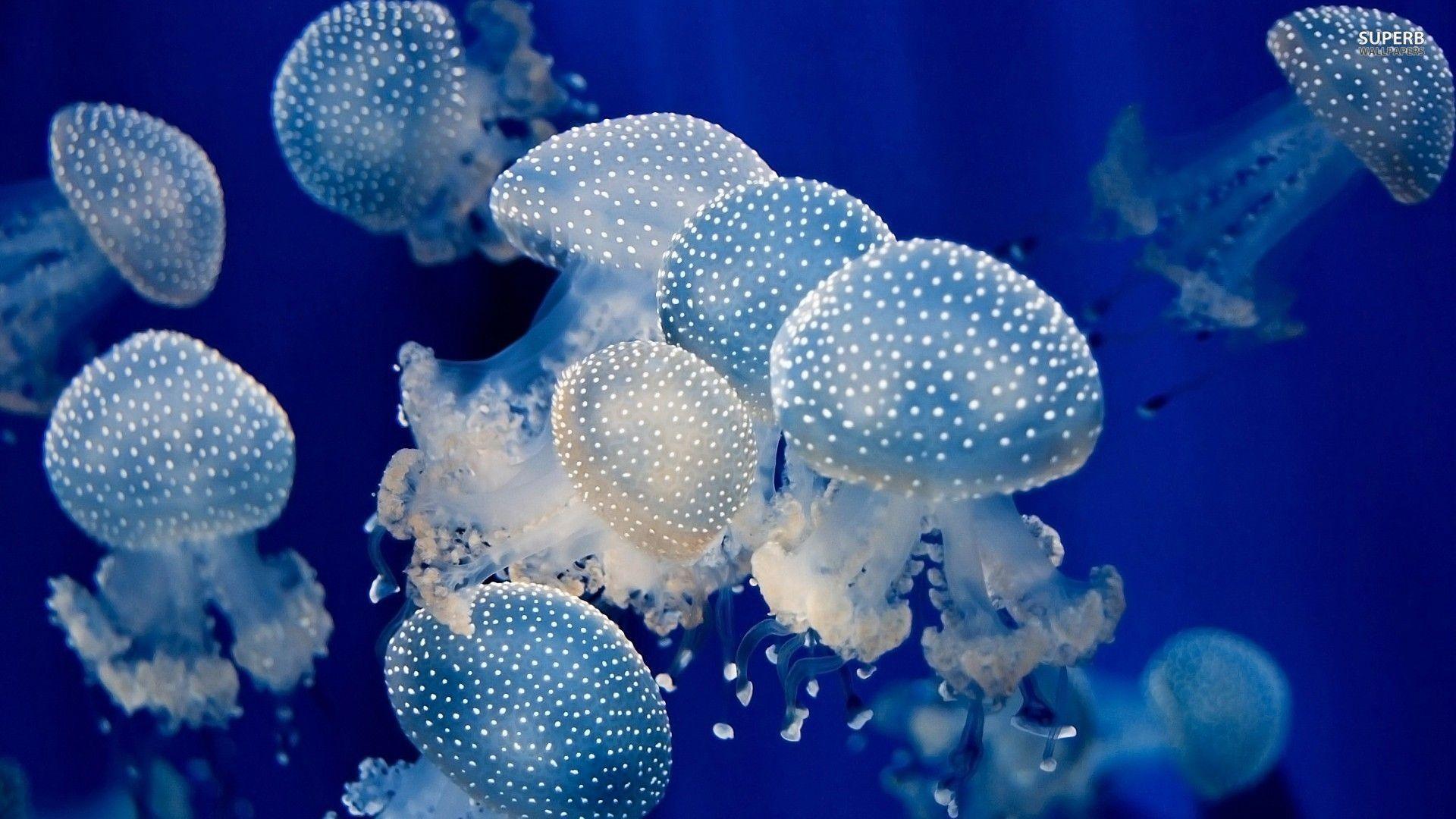 Awesome Jellyfish Picture and Wallpaper