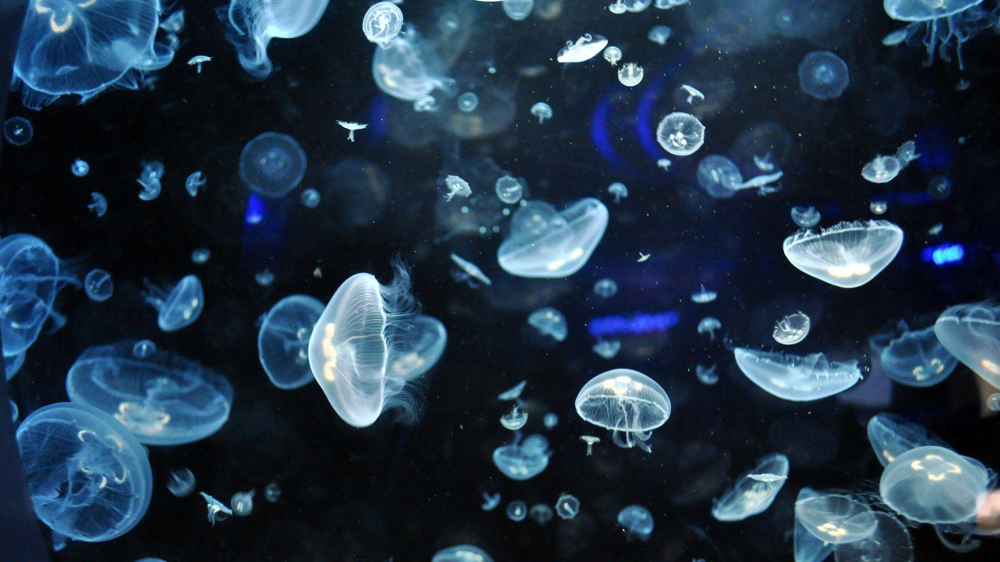 Jellyfish Wallpaper Download Free