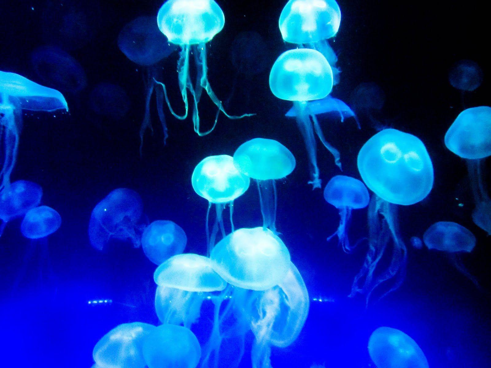 Jellyfish Glow. >>Out Of This World<<