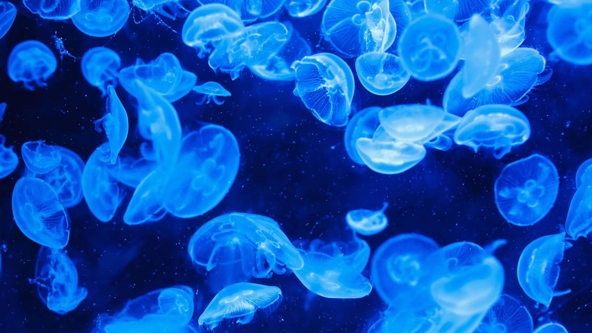 Jellyfish Wallpaper HD Download