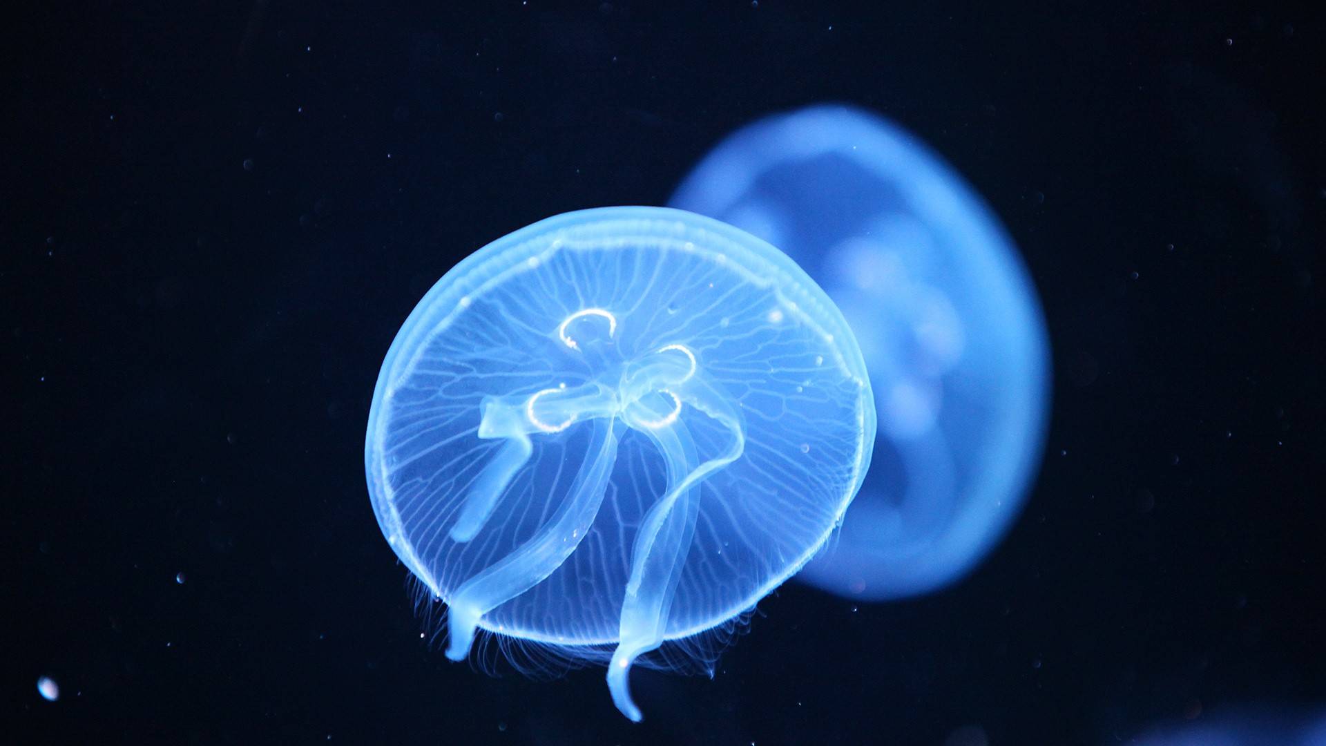 Blue Jellyfish Image, HD Wallpaper available in different