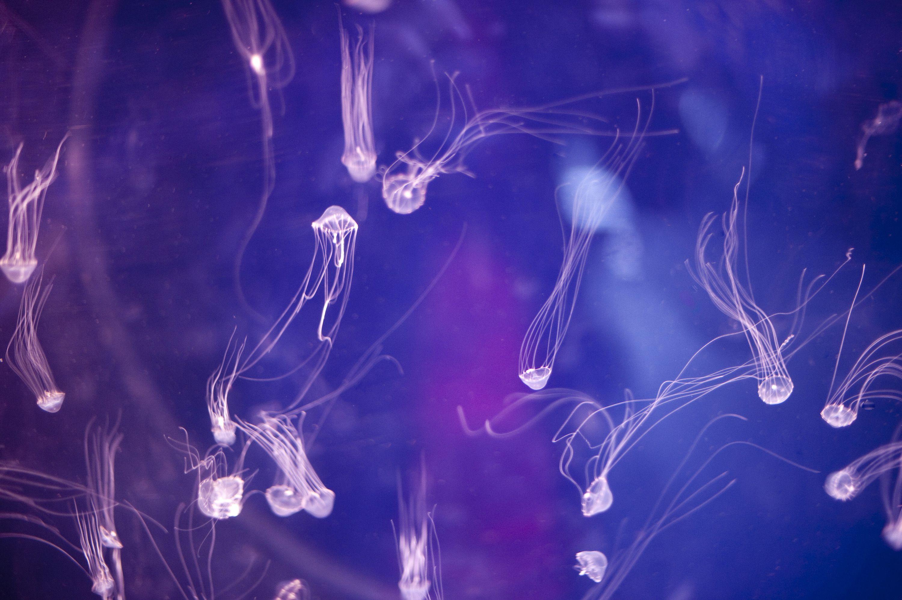 purple jellyfish wallpaper hd