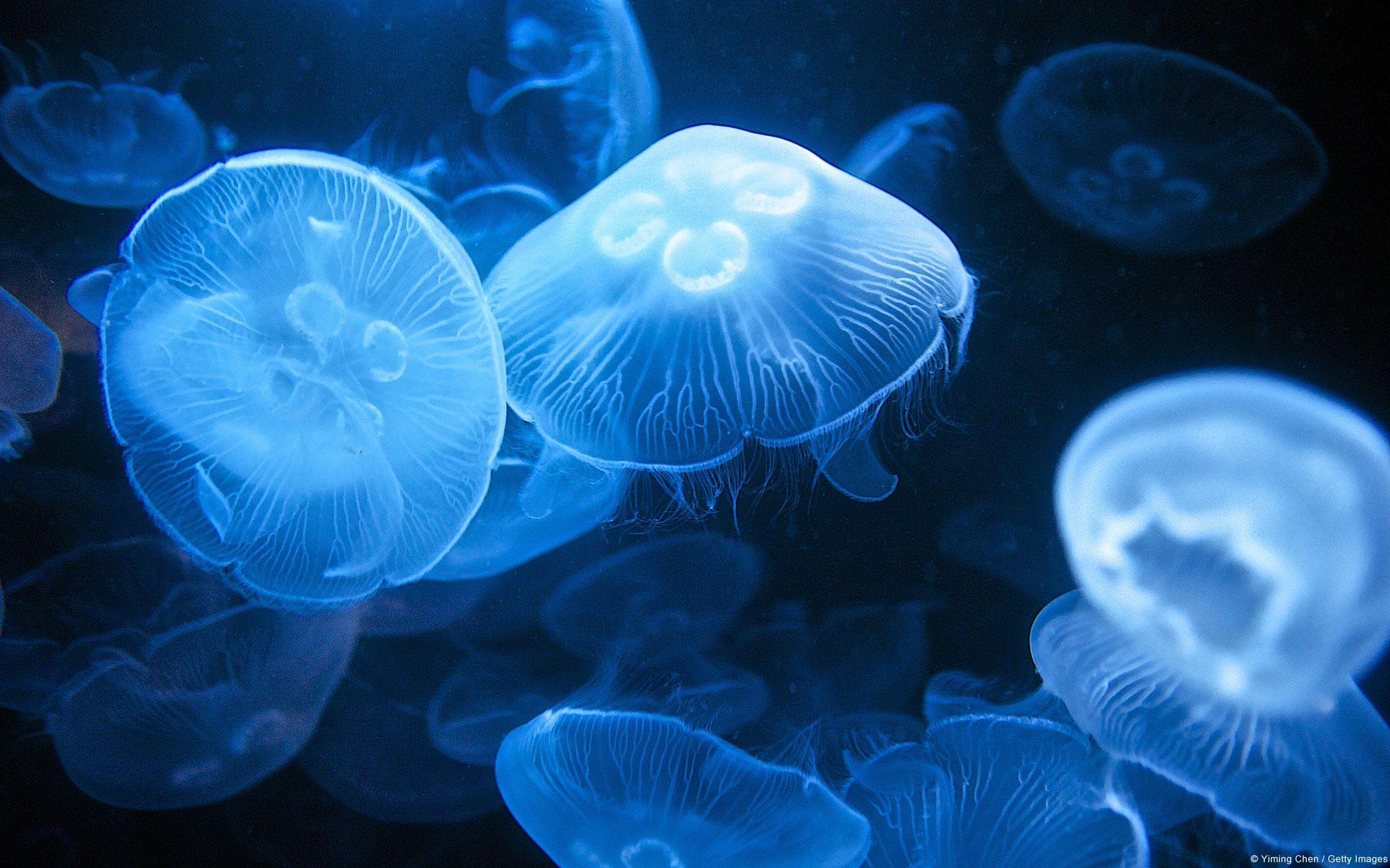 Moon Jellyfish Wallpaper