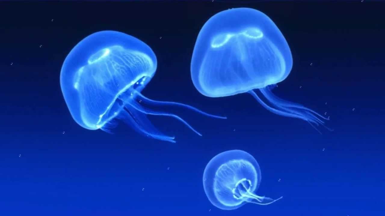 Glowing Jellyfish Wallpapers - Wallpaper Cave