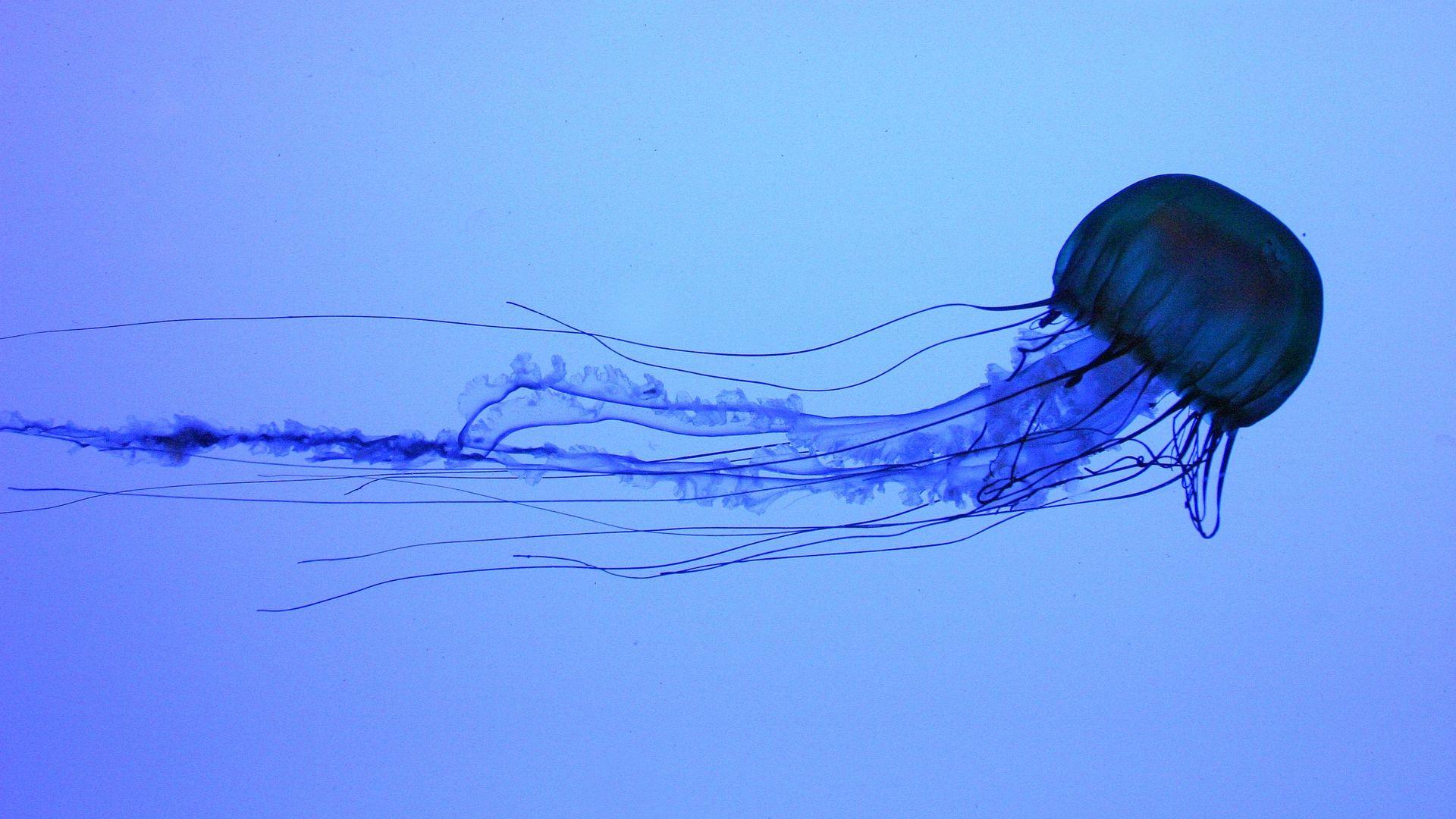 jellyfish. This is a JellyFish wallpaper. This JellyFish