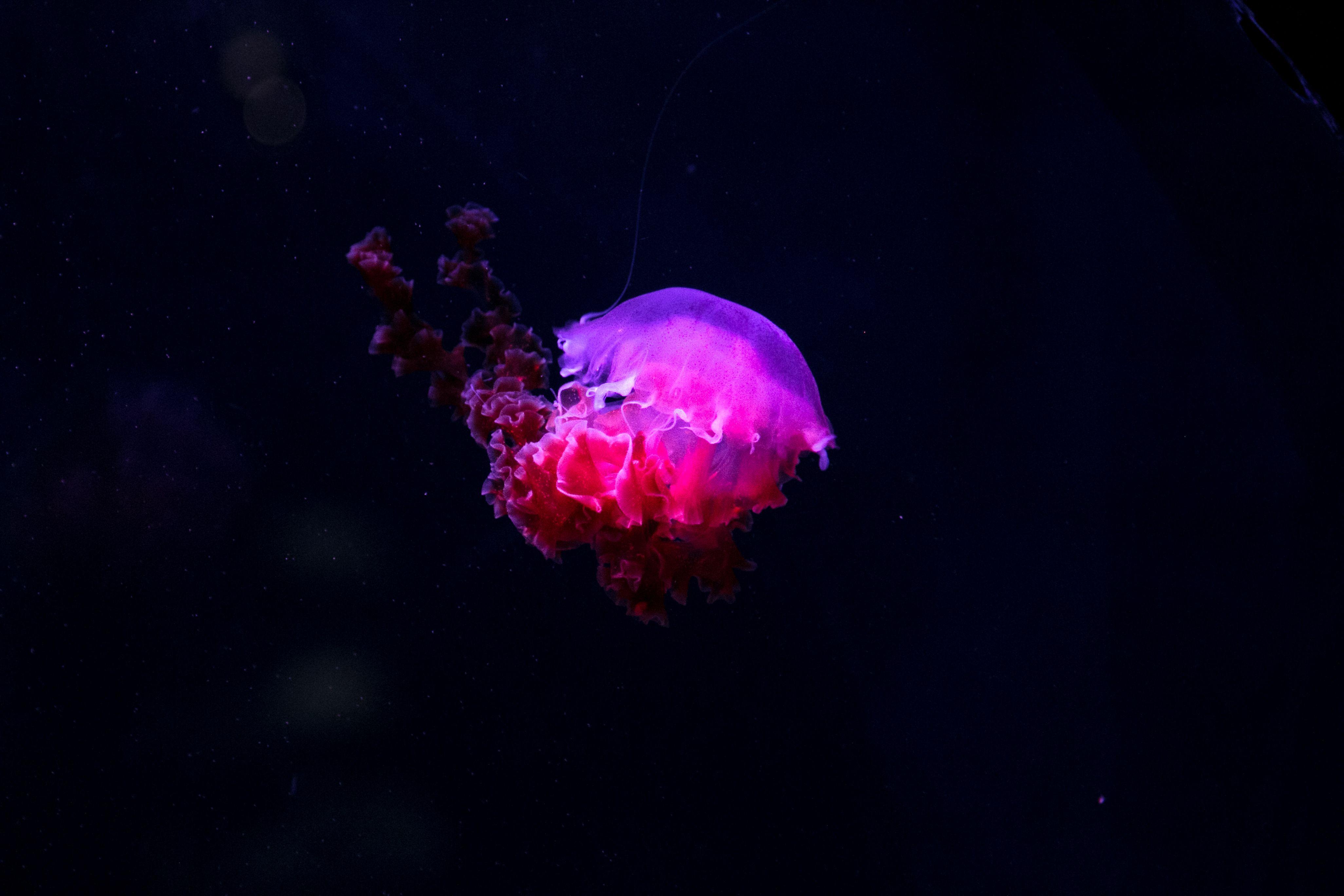 Wallpaper Jellyfish, Glow, Phosphorus, Underwater world HD
