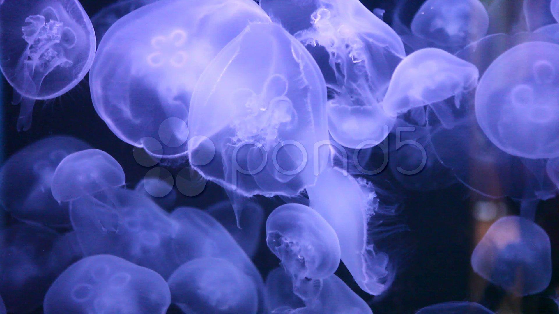 Abstract Background of Jellyfish Swimming Hi Res