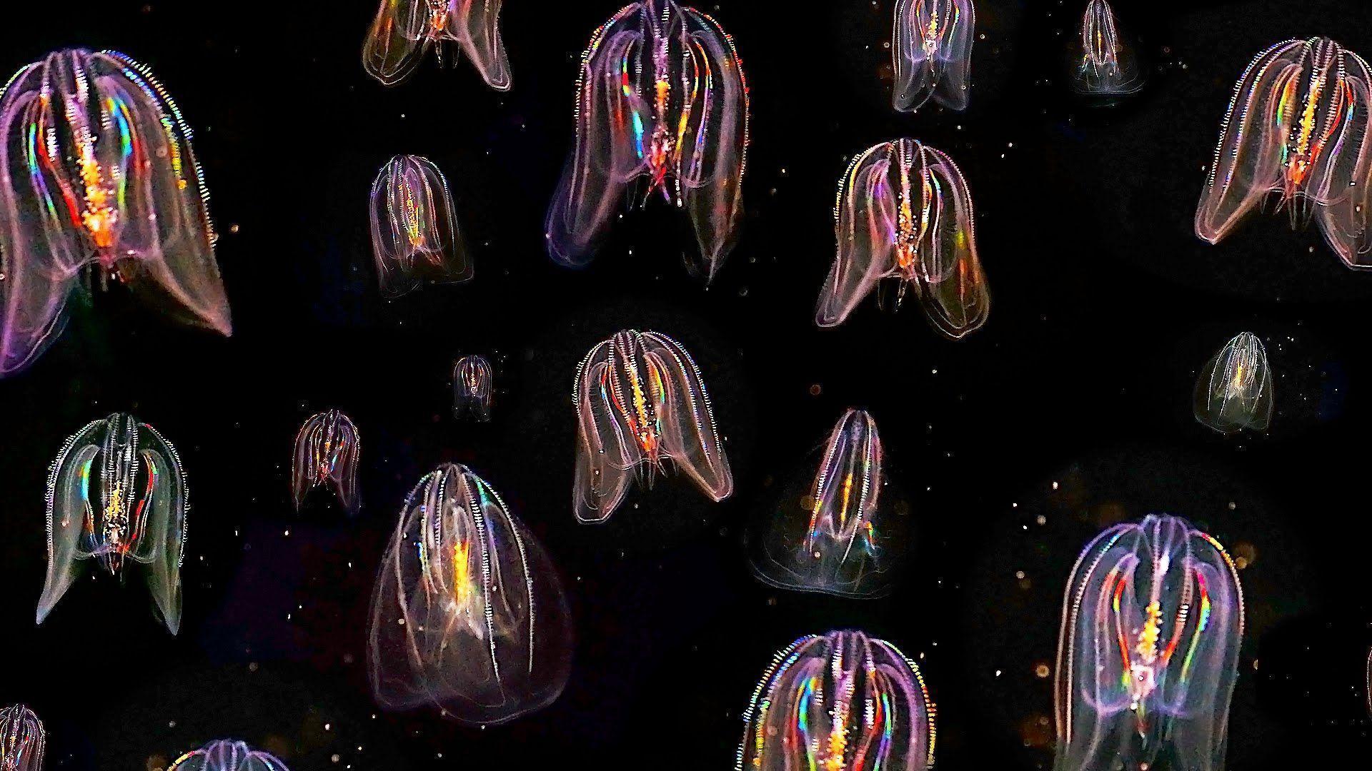 Glowing Neon Jellyfish floating through ocean: HD video