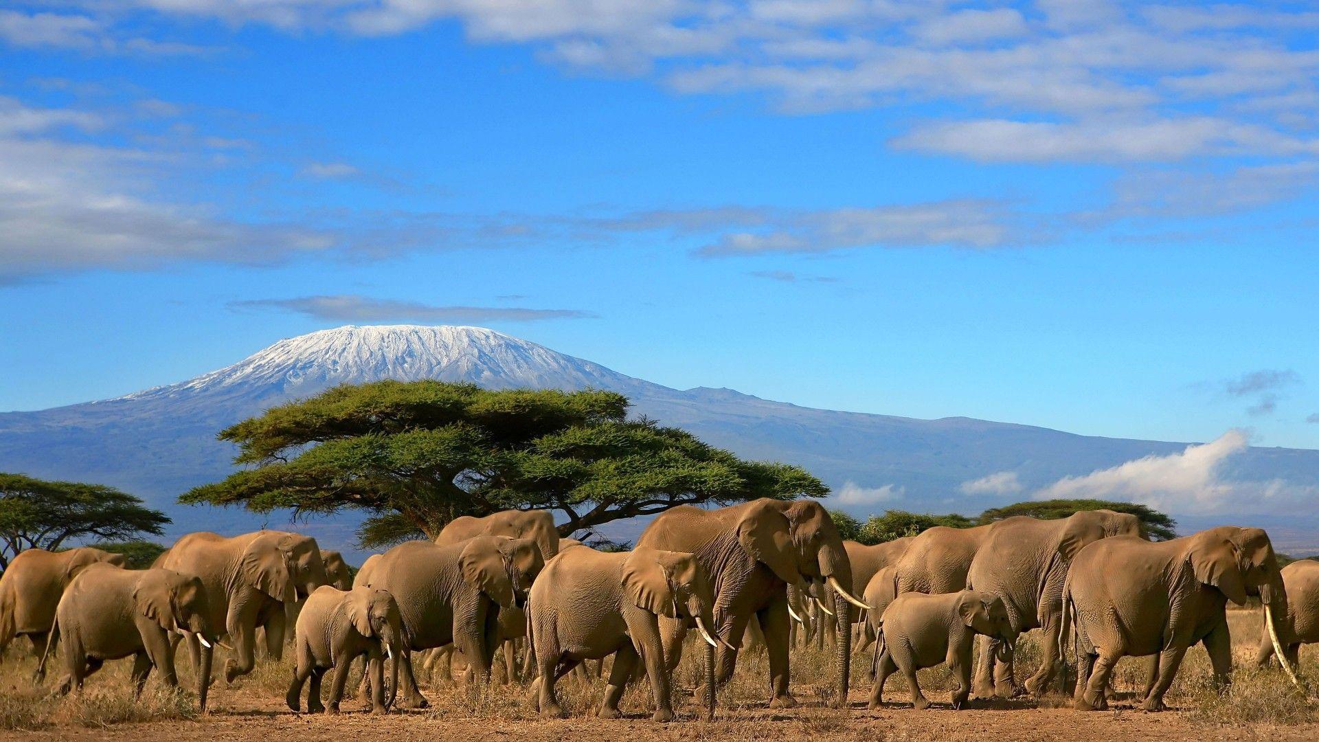 Elephants Herd Tree Mount Kilimanjaro, Kenya Beautiful Wallpaper