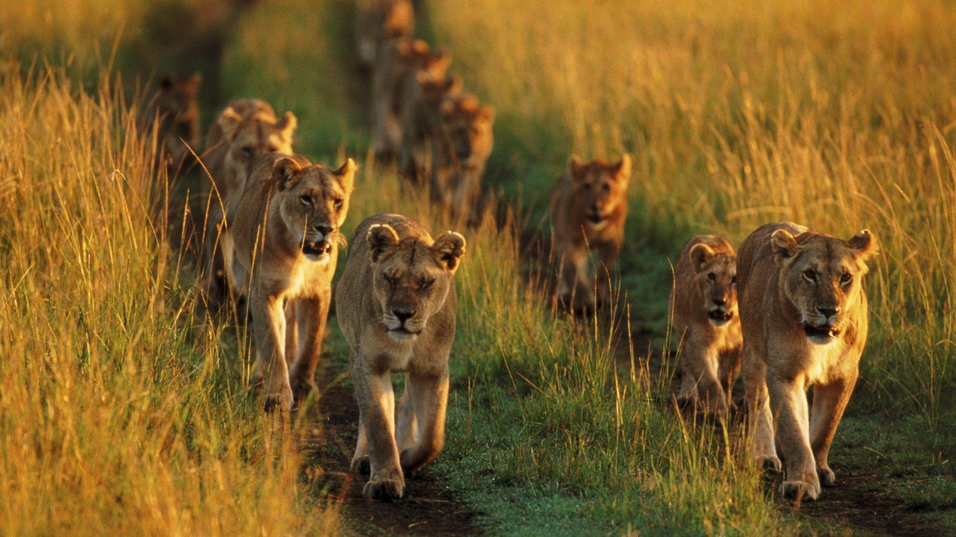 Animals pride national mara lions Kenya wallpaperx1080
