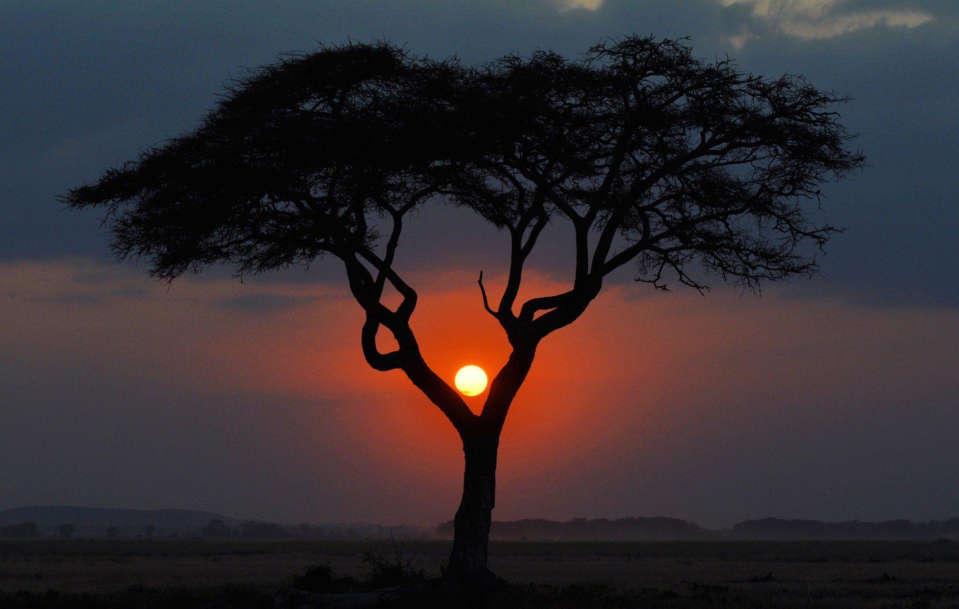 africa night tree sunset kenya landscape savannah sun HD wallpaper
