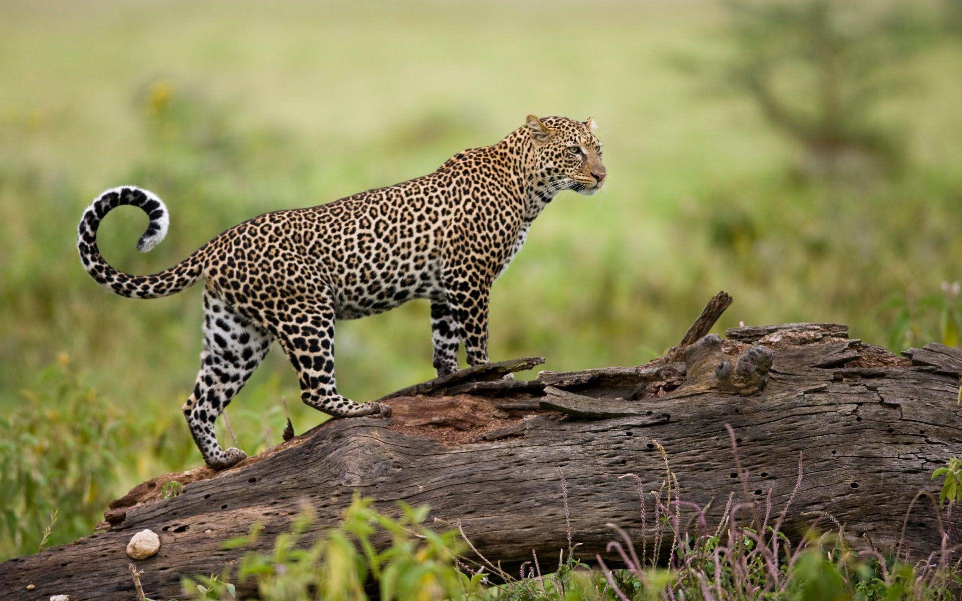 Leopard from Kenya Wallpaper HD / Desktop and Mobile Background