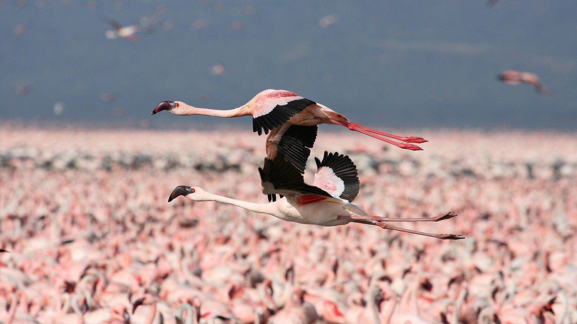 Flamingos flight Kenya wallpaperx1080