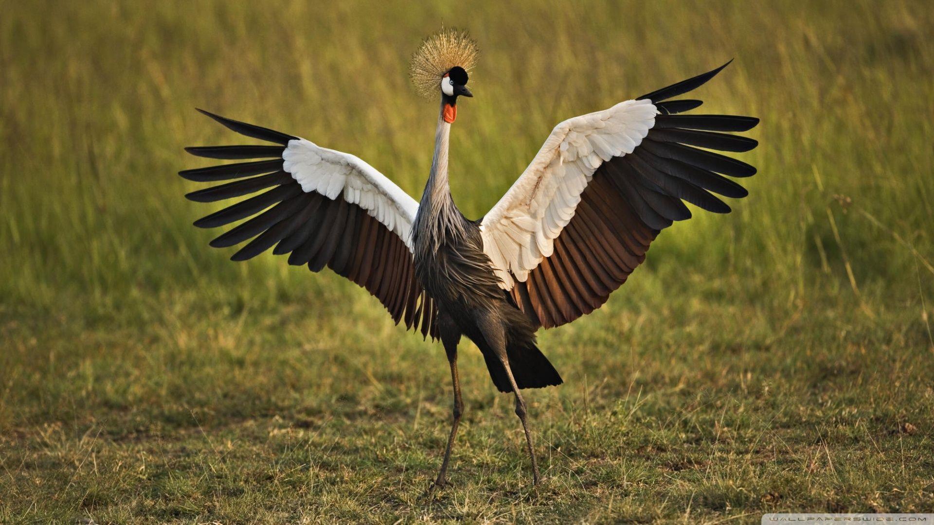 African Crowned Crane Masai Mara Kenya HD desktop wallpaper