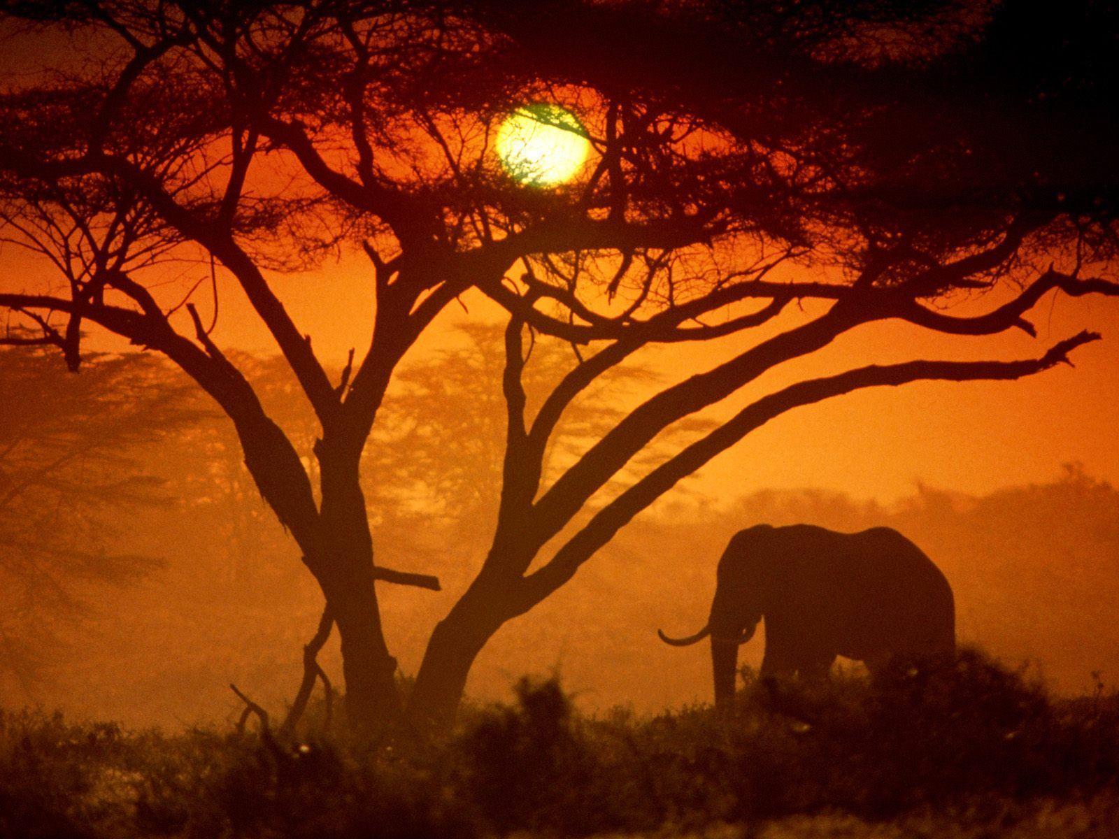 Safari Sunset in Kenya # 1600x1200. All For Desktop