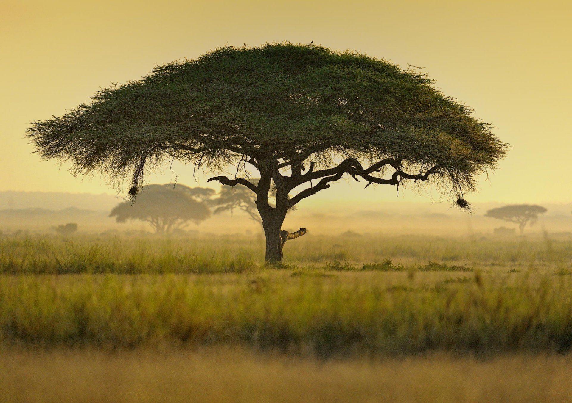 umbrella acacia tree kenya africa HD wallpaper