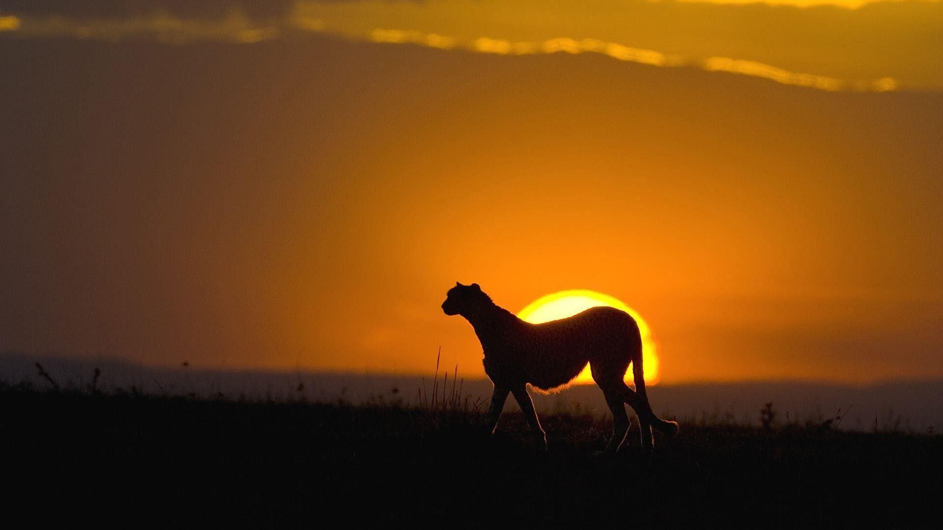 Cheetah At Sunset, Maasai Mara Reserve, Kenya 1920x1080 1080p
