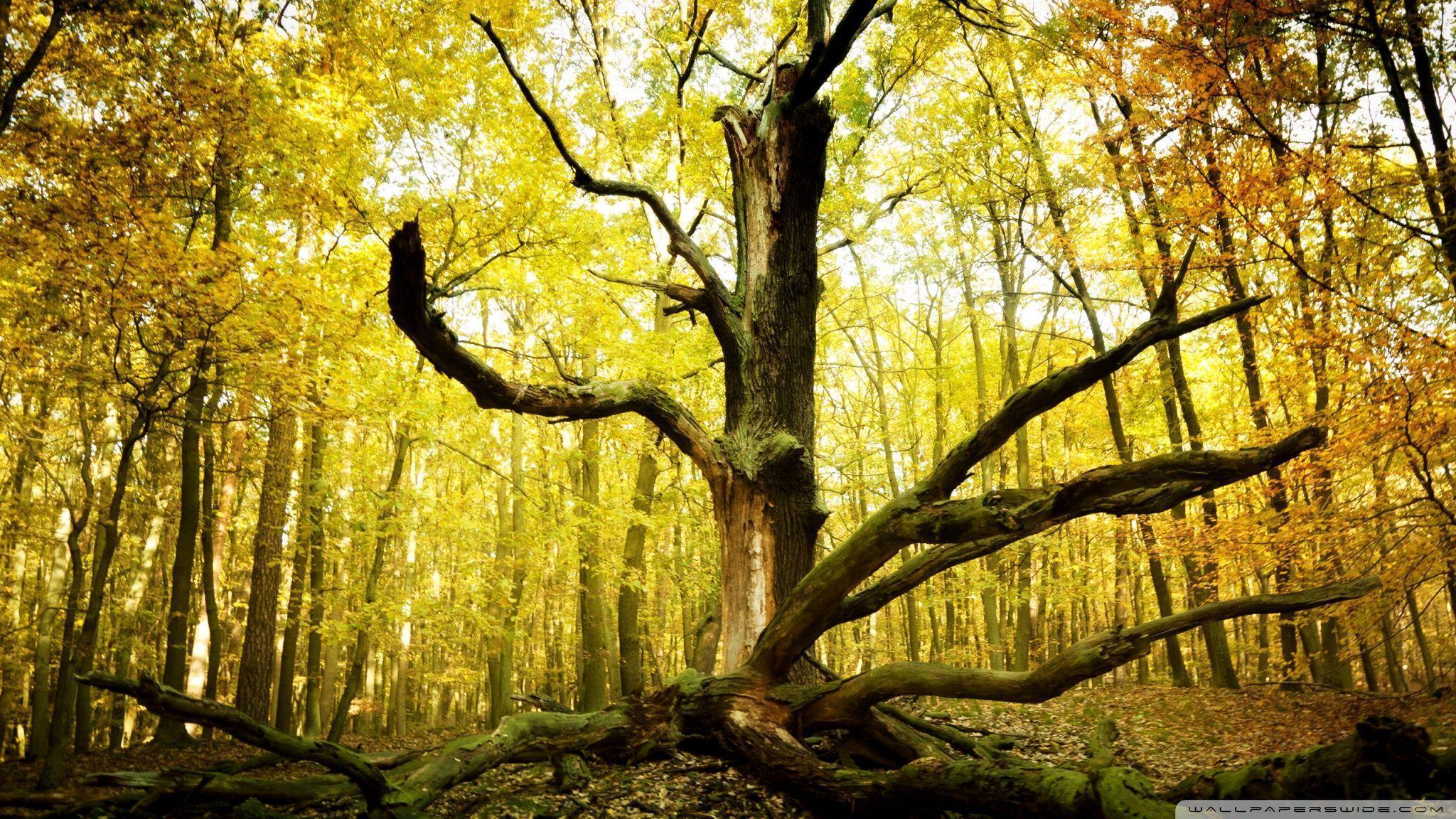 Dead Tree Trunk HD desktop wallpaper, High Definition