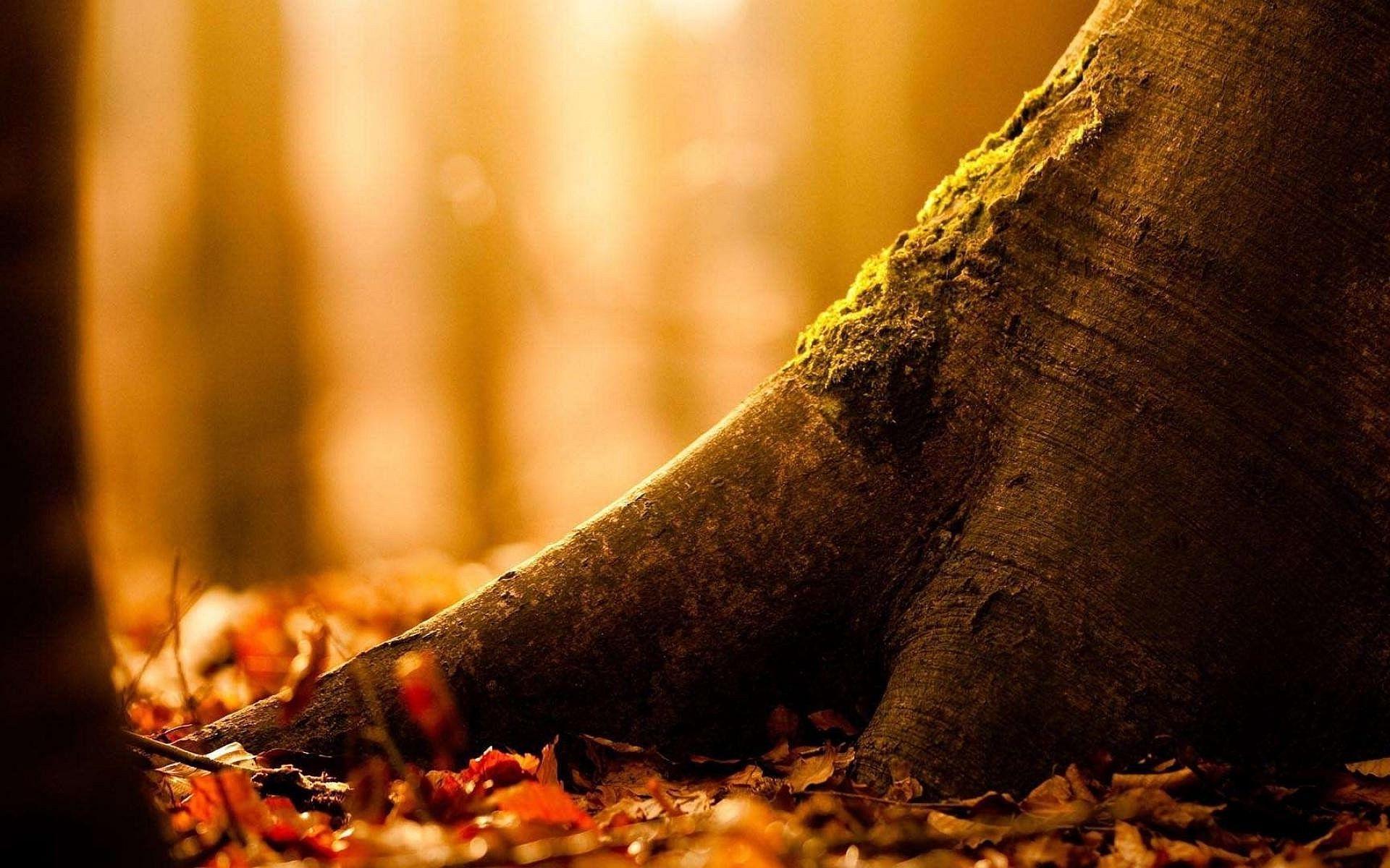 Forest Tree Trunk Wallpaper