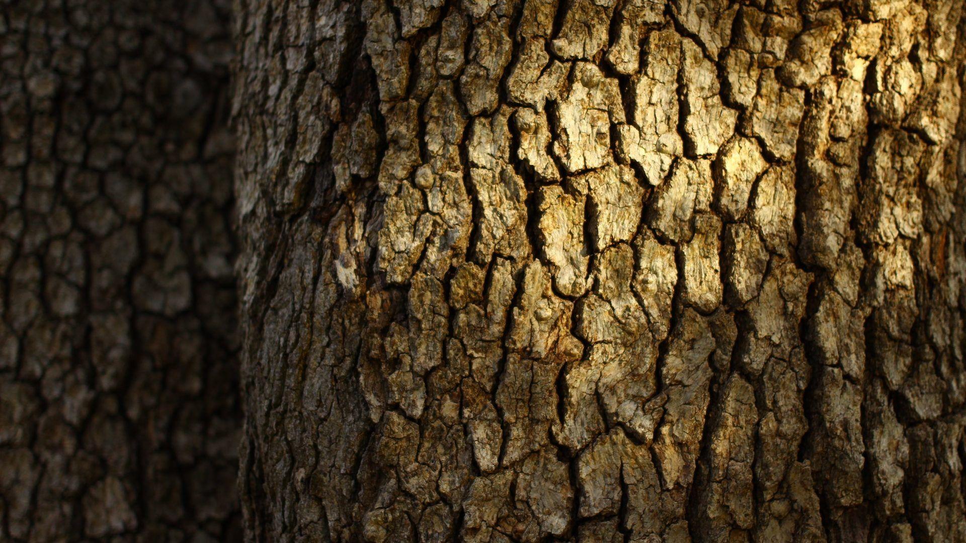 Bark Tag wallpaper: White Macro Bark Black Tree Best Nature