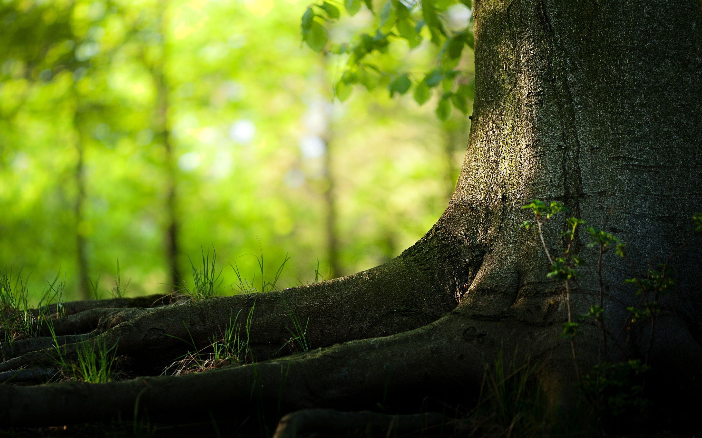 Summer tree trunk Wallpaper