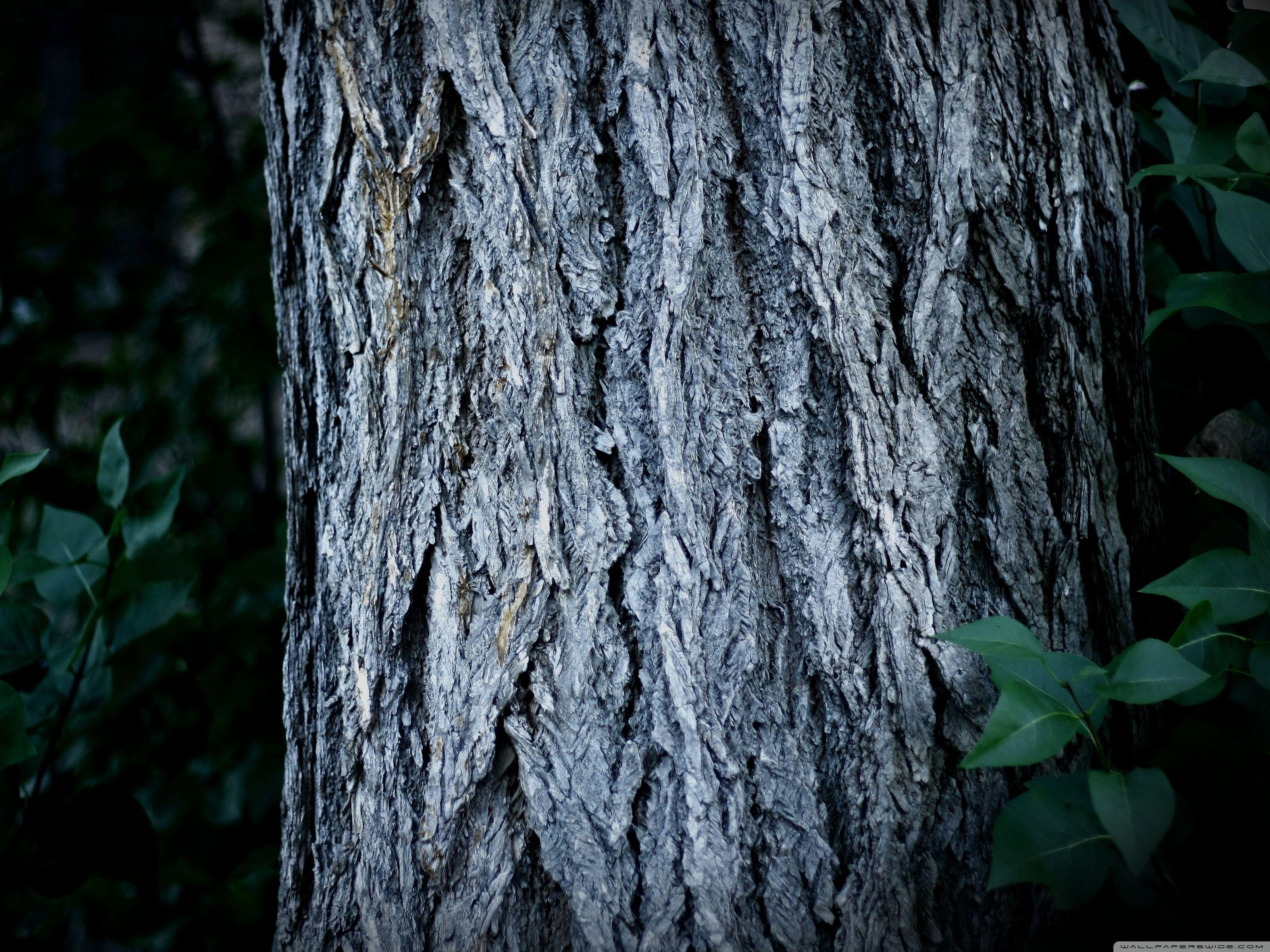 Tree Trunk Wallpaper