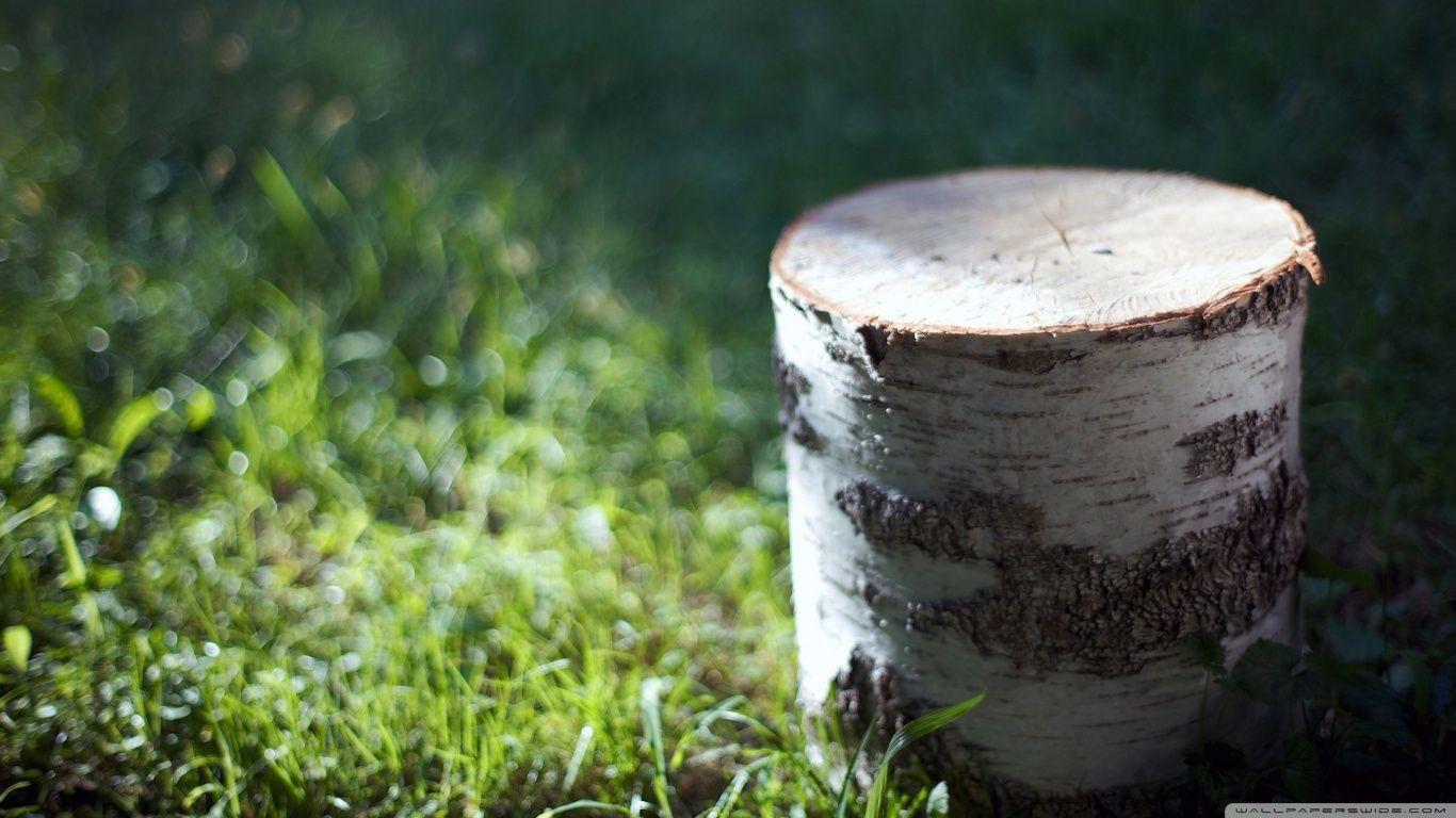 Trunk Of Cut Tree HD desktop wallpaper, High Definition