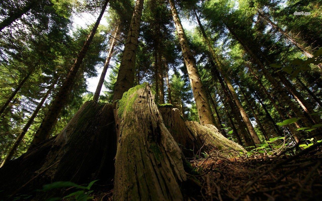 Tree Trunk Wallpaper