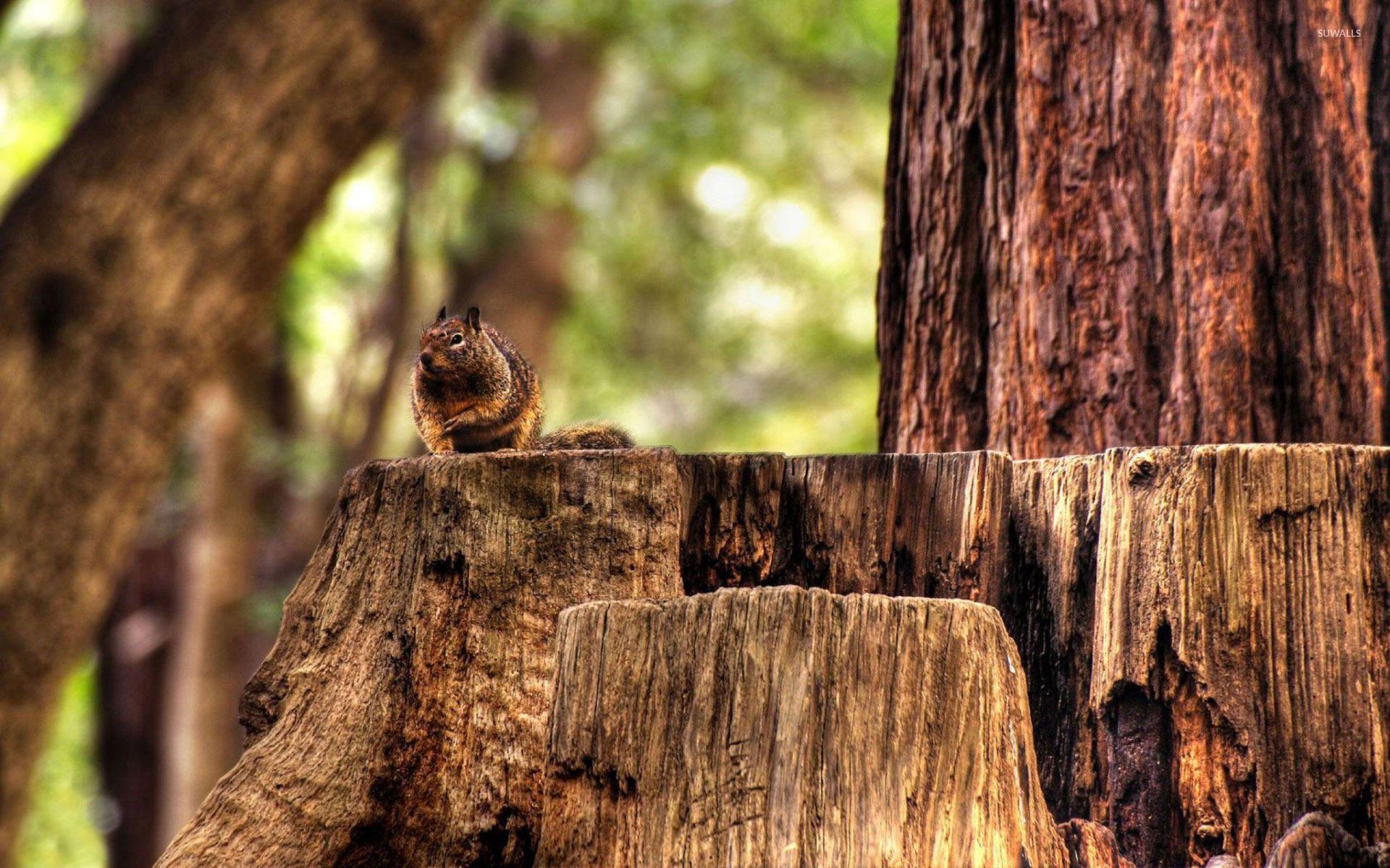 Squirrel on a tree trunk wallpaper wallpaper