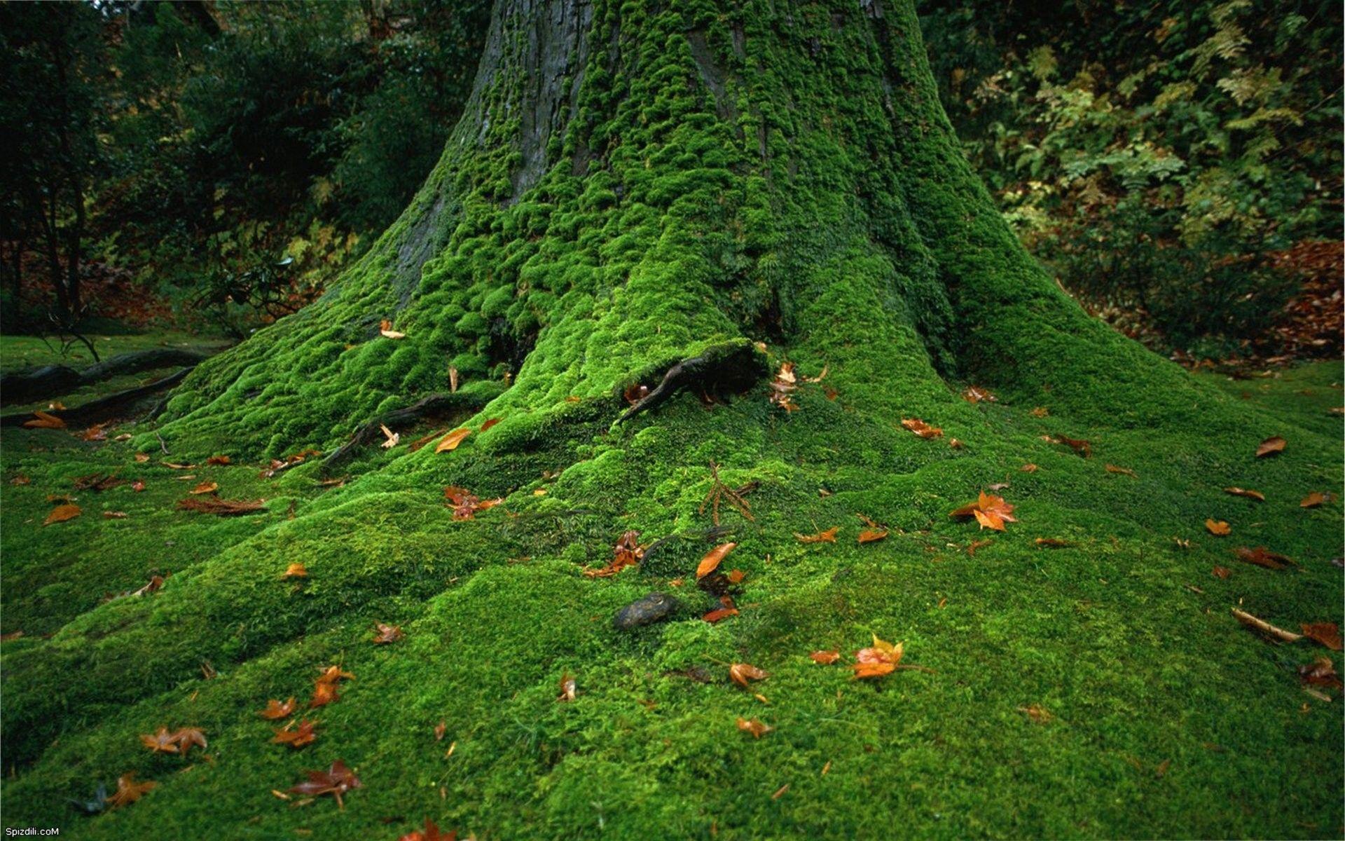 leaves, plants, moss, tree trunk wallpaper