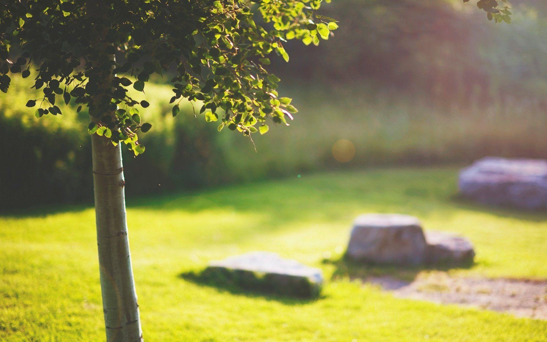 close up tree tree trunk leaves leaves leaves grass green stones