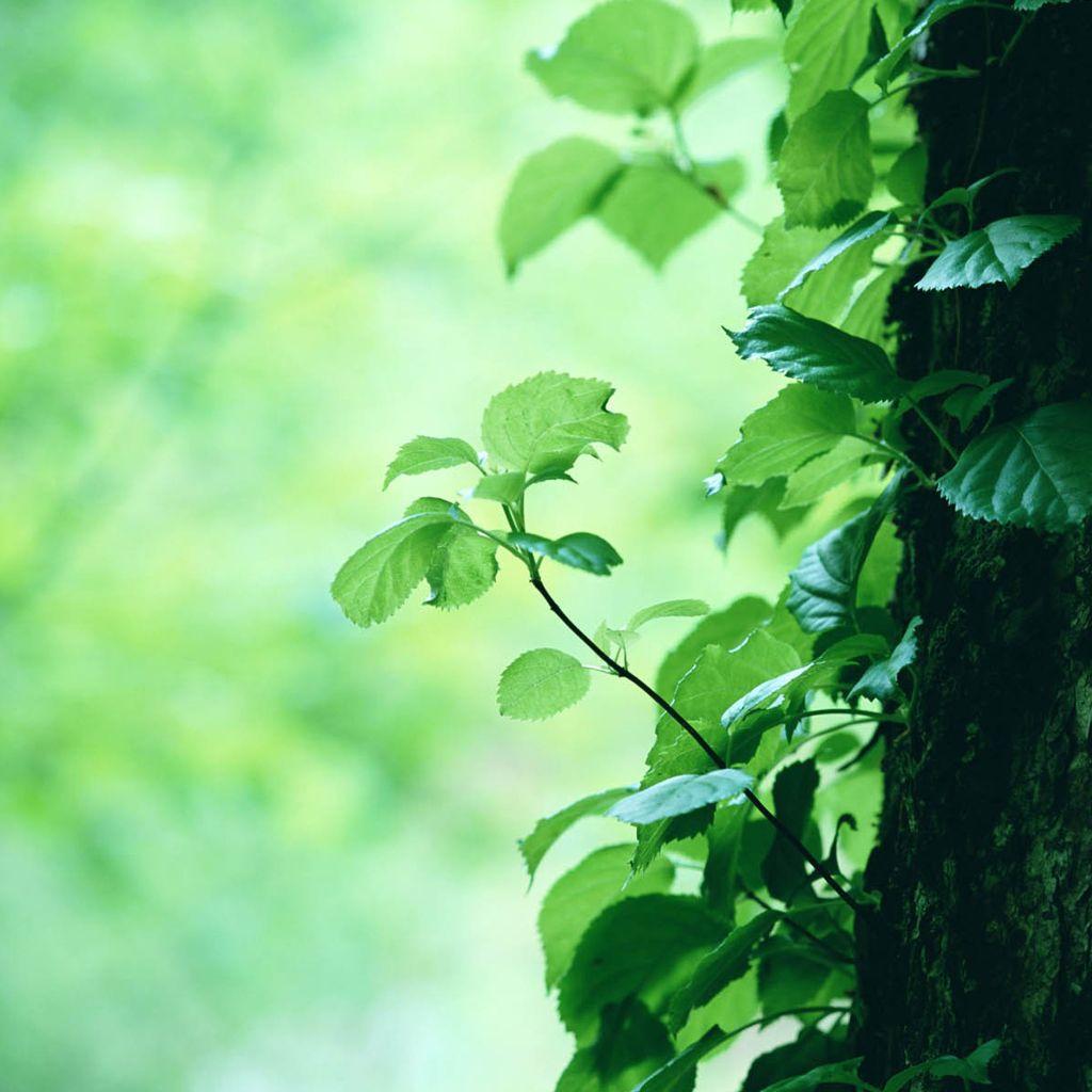 The new leaves on the tree trunk iPad Wallpaper Download. iPhone