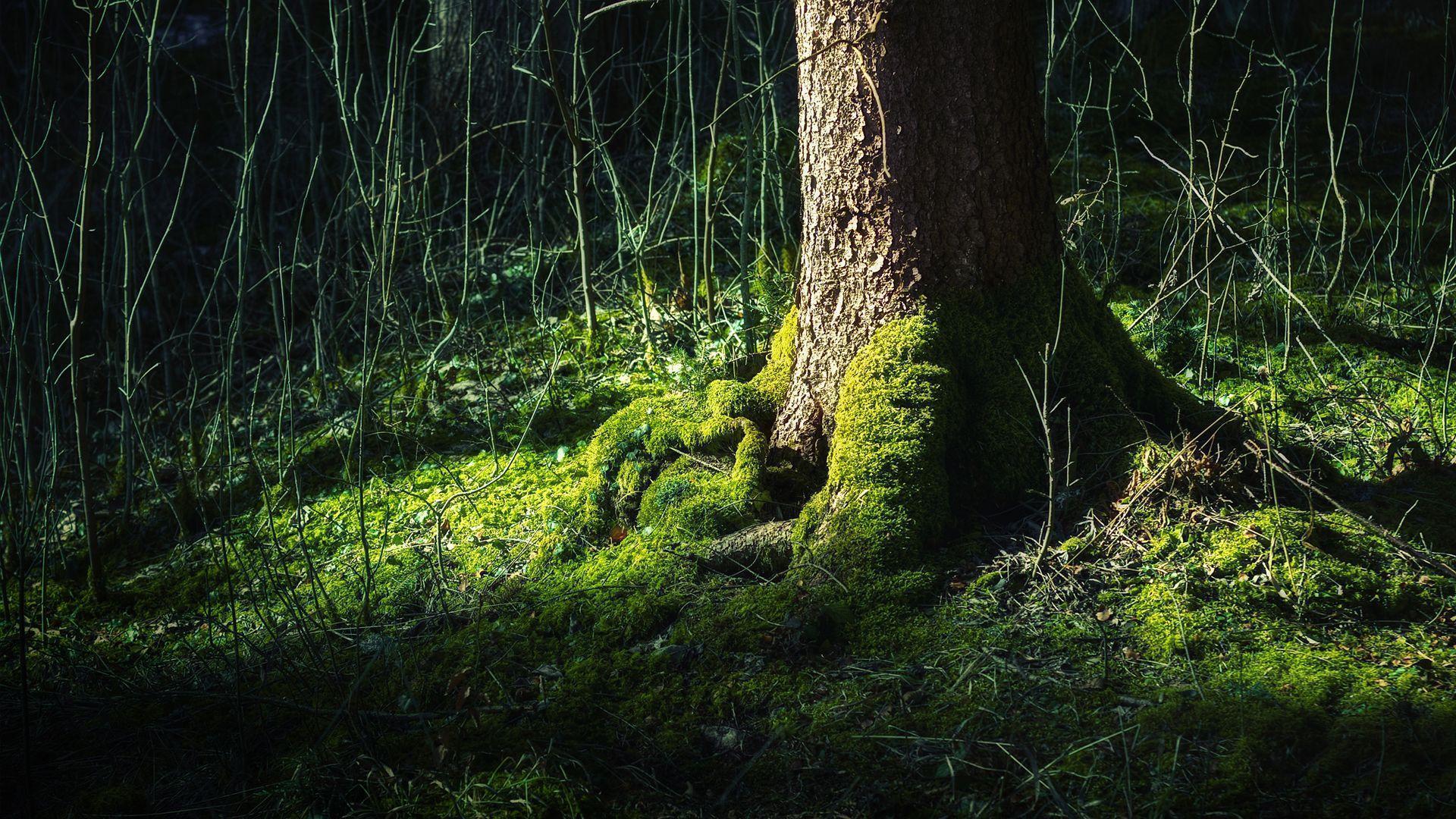 Nature moss tree trunk wallpaperx1080