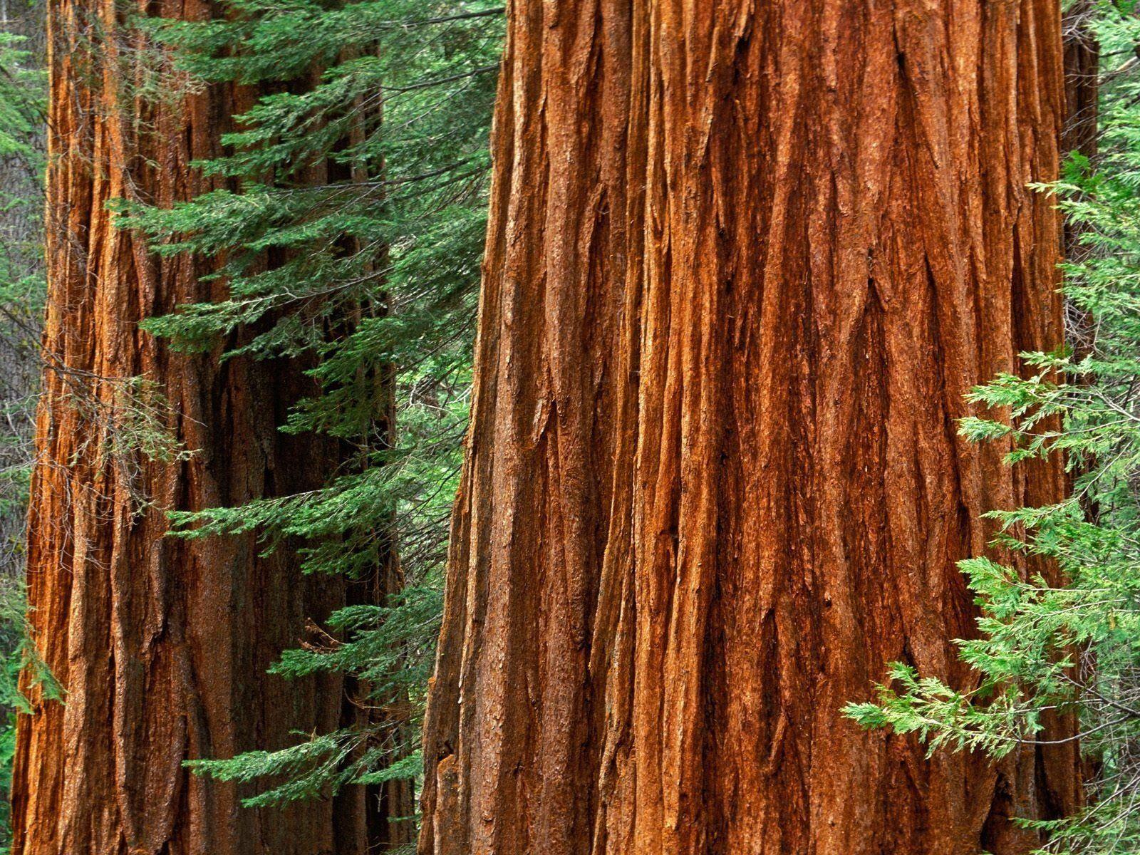 Landscapes nature trees tree trunk wallpaperx1200