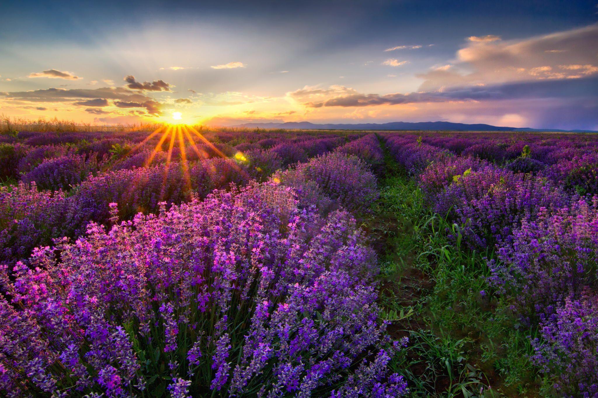 green, clouds, spring, field, purple, beautiful, mountains, sunset, Bulgaria, flowers wallpaper
