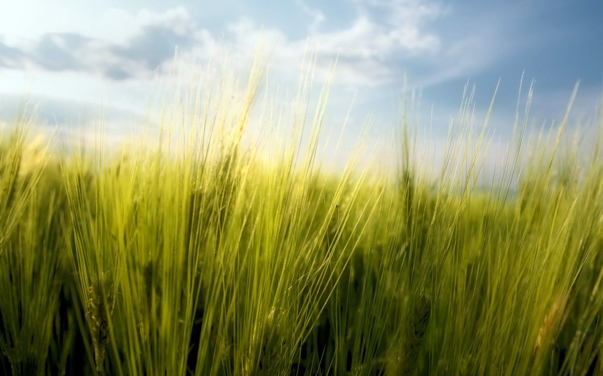 macro, Nature, Spring, Wheat, Bulgaria Wallpaper HD / Desktop