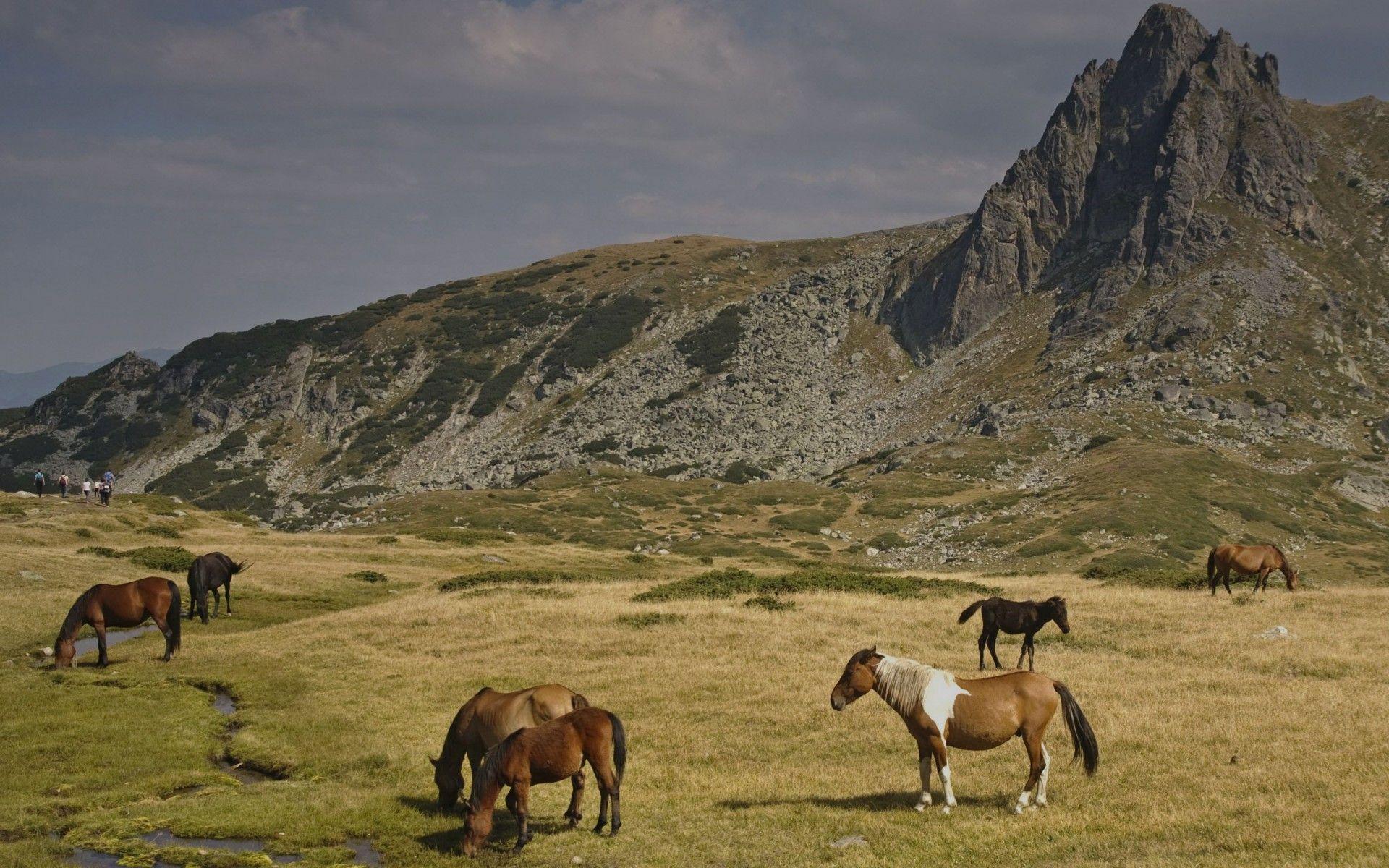 Horses Rila Mountains Bulgaria wallpaper. Horses Rila Mountains