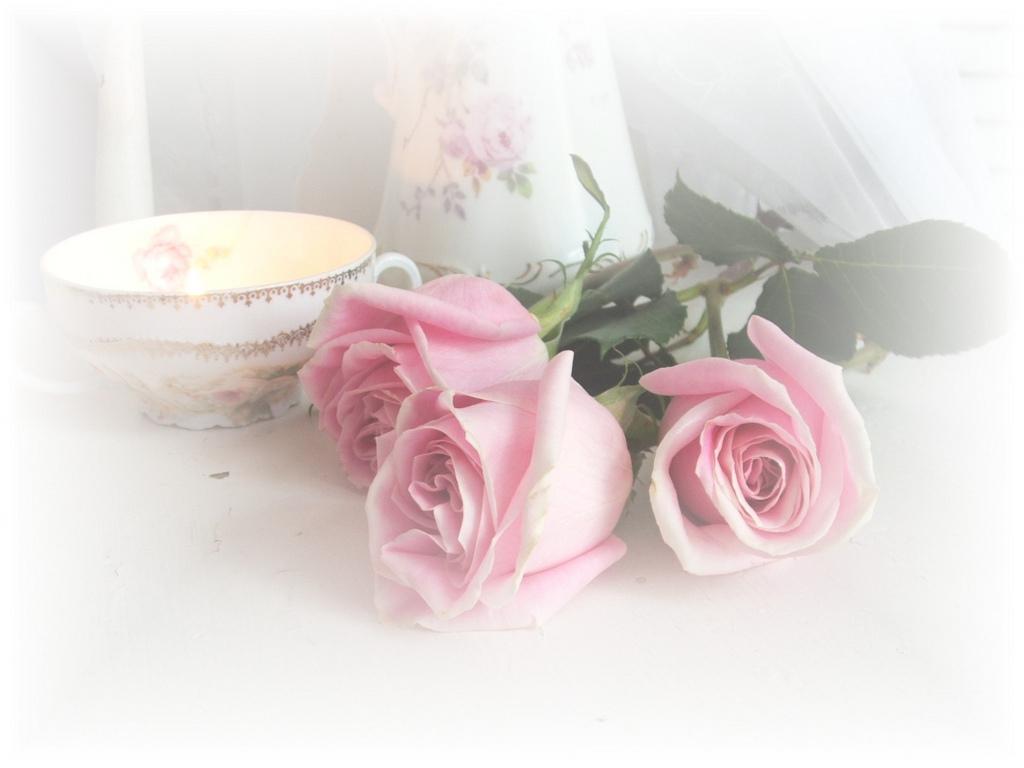 News and entertainment: pink roses (Jan 09 2013 17:13:35)