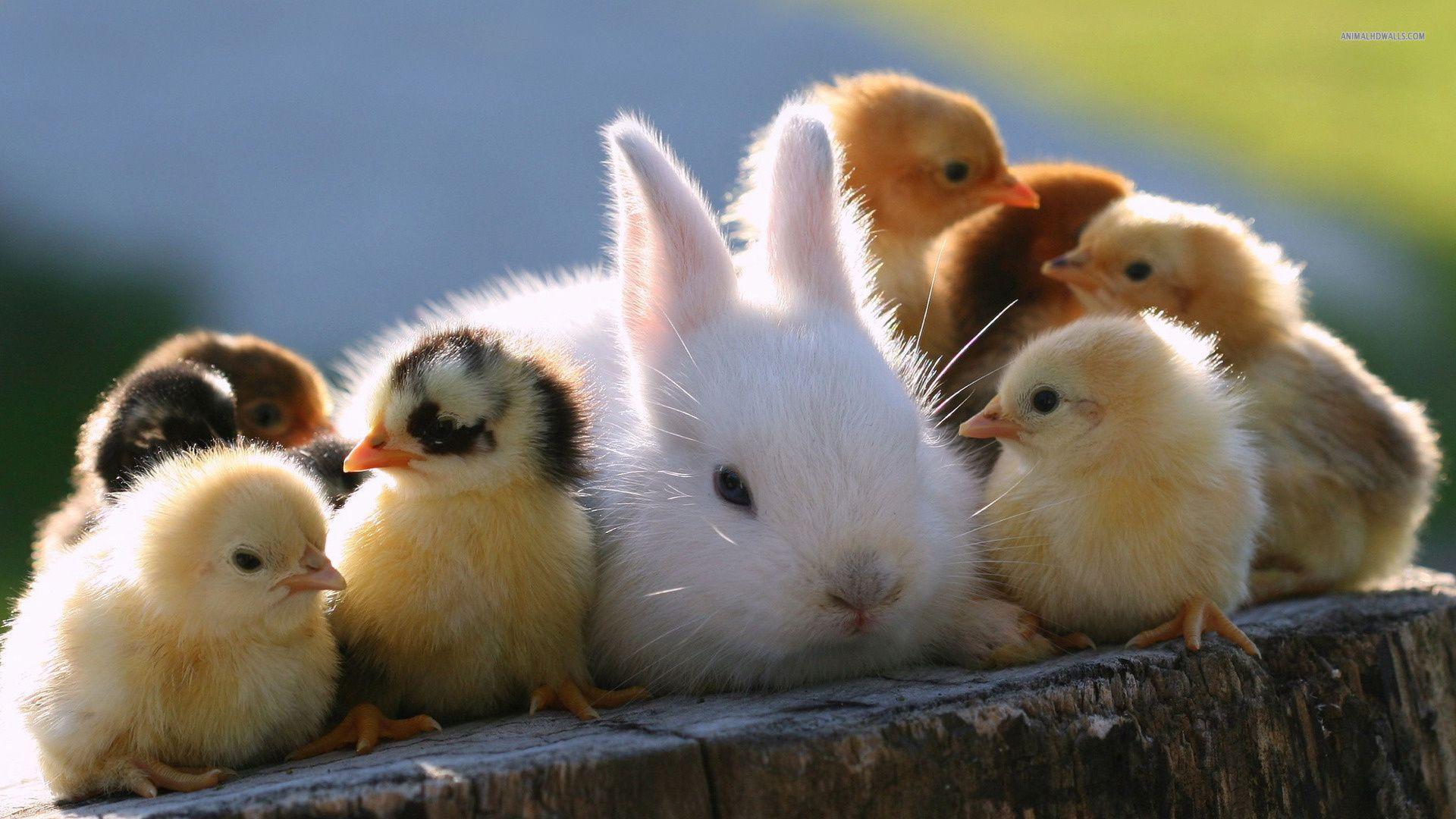 Animals, Bunny, Chickens, Rabbit, Baby Animals, Bunny